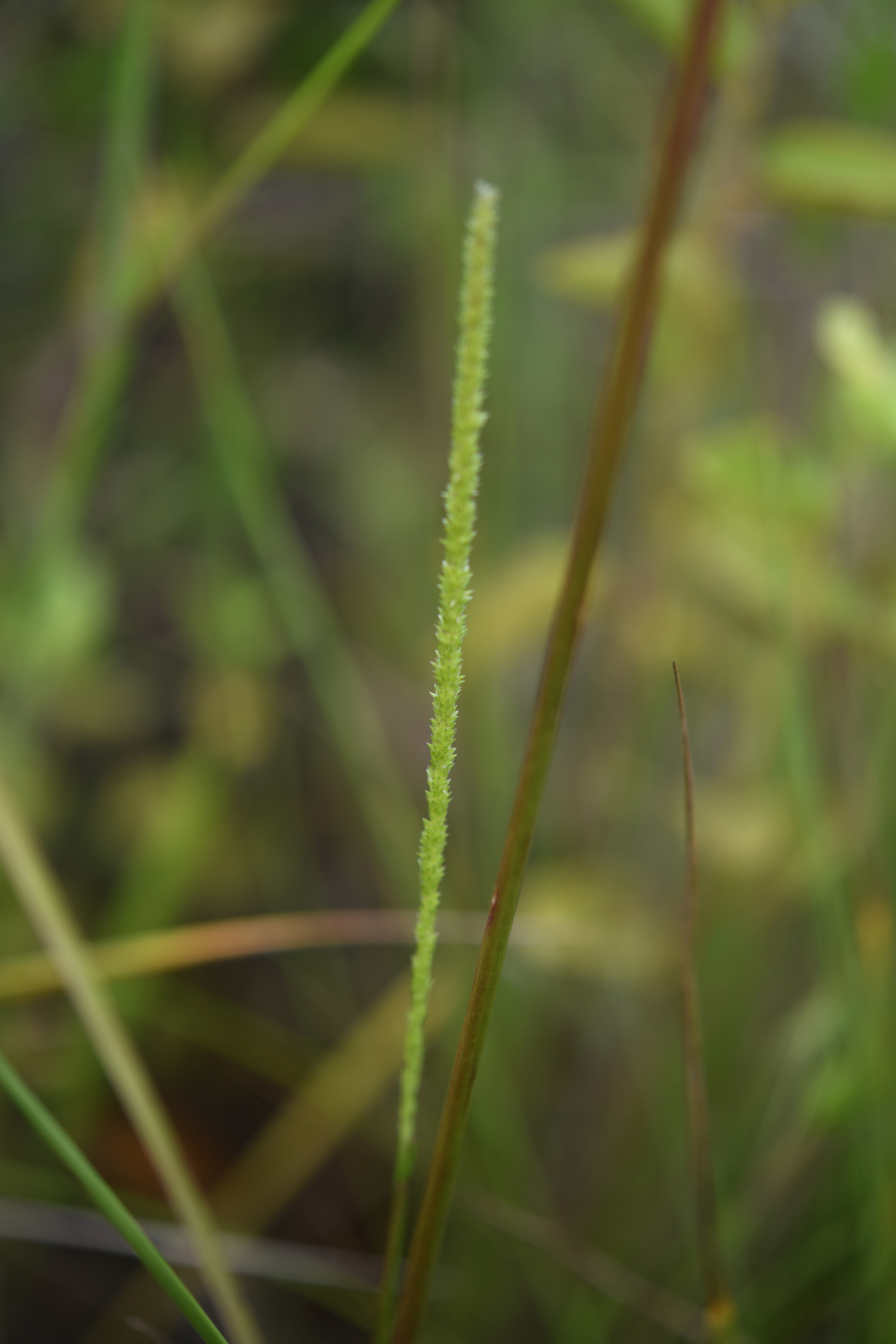 Sacciolepis myuros (Lam.) Chase - Photo Bivouac Naturaliste