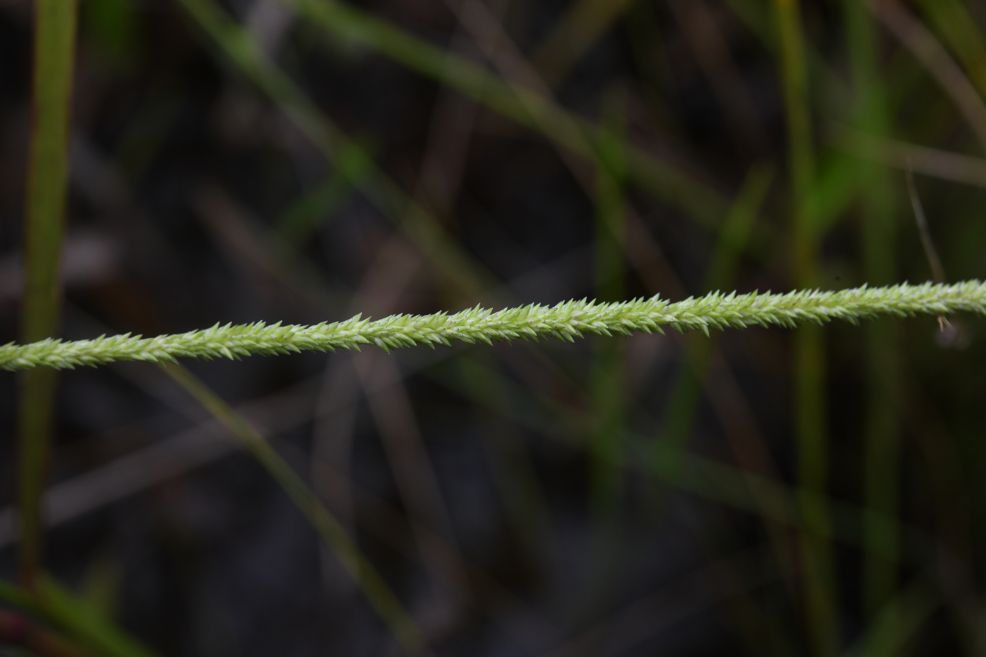 Sacciolepis myuros (Lam.) Chase - Photo Bivouac Naturaliste