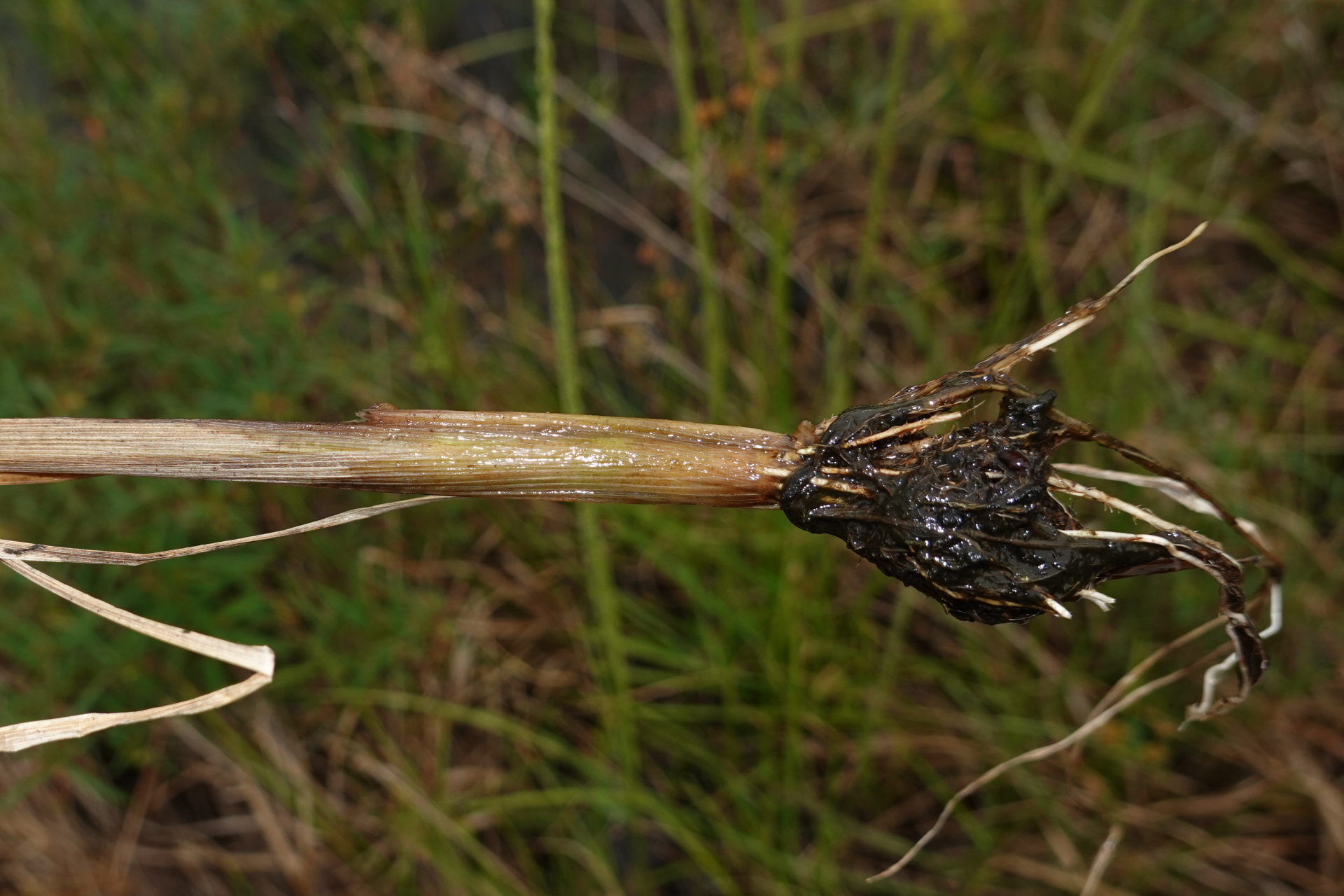 Sacciolepis myuros (Lam.) Chase - Photo Bivouac Naturaliste