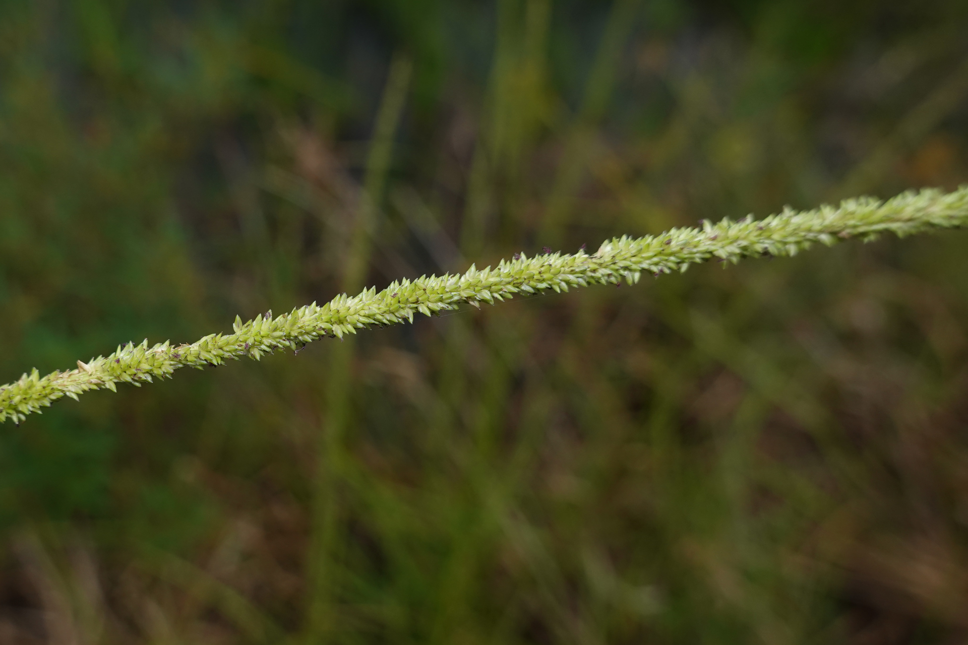 Sacciolepis myuros (Lam.) Chase - Photo Bivouac Naturaliste
