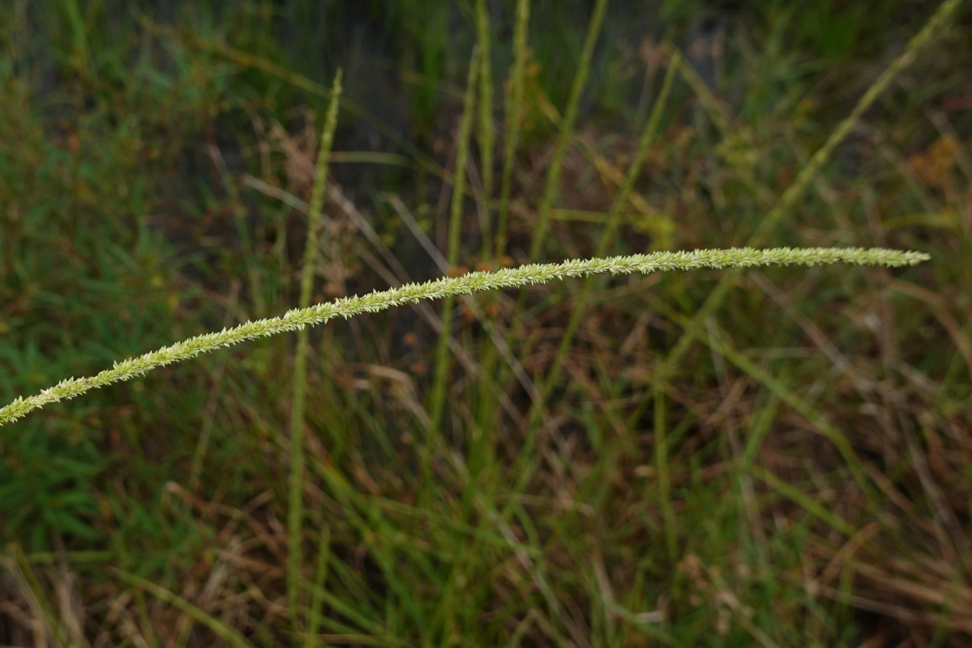 Sacciolepis myuros (Lam.) Chase - Photo Bivouac Naturaliste
