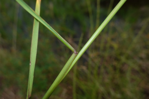 Sacciolepis myuros (Lam.) Chase