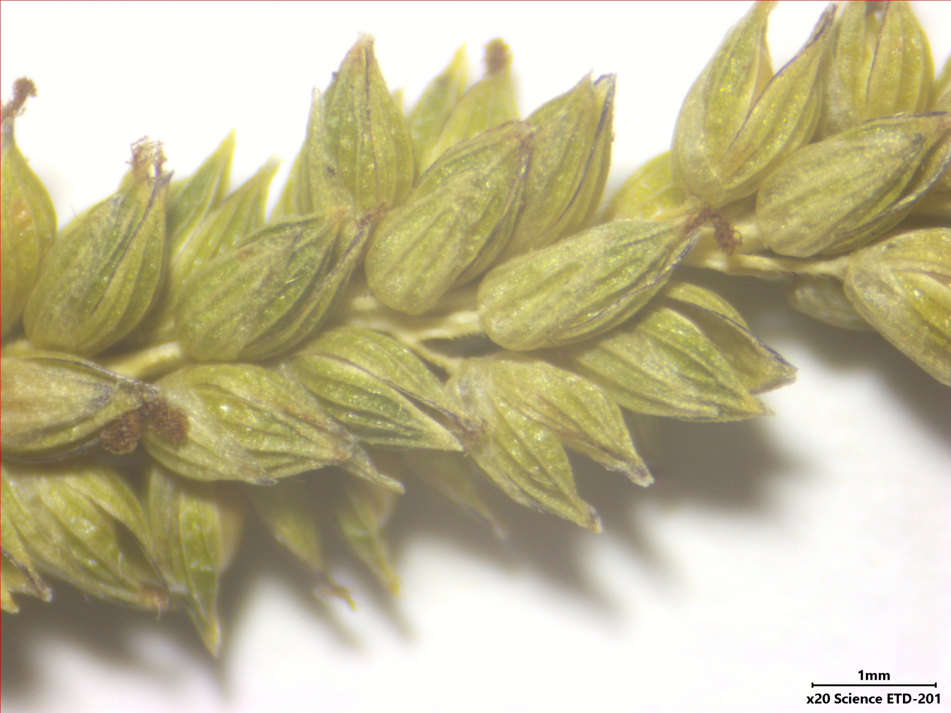 Sacciolepis angustissima (Hochst. ex Steud.) Kuhlm. - Photo Bivouac Naturaliste