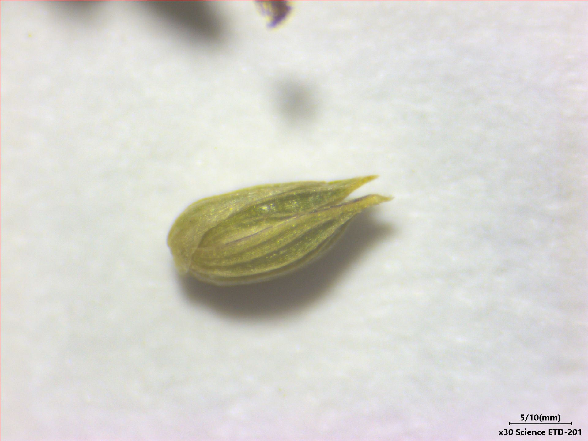 Sacciolepis angustissima (Hochst. ex Steud.) Kuhlm. - Photo Bivouac Naturaliste