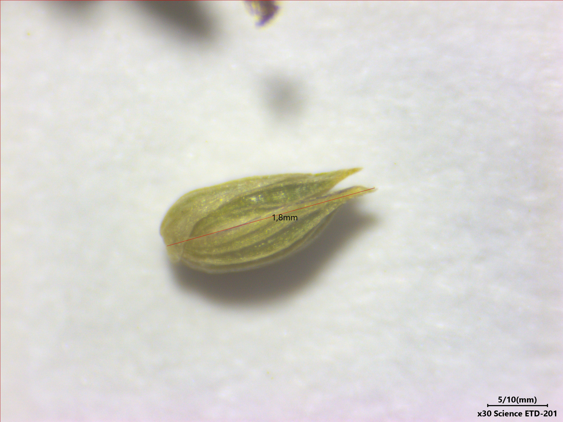 Sacciolepis angustissima (Hochst. ex Steud.) Kuhlm. - Photo Bivouac Naturaliste