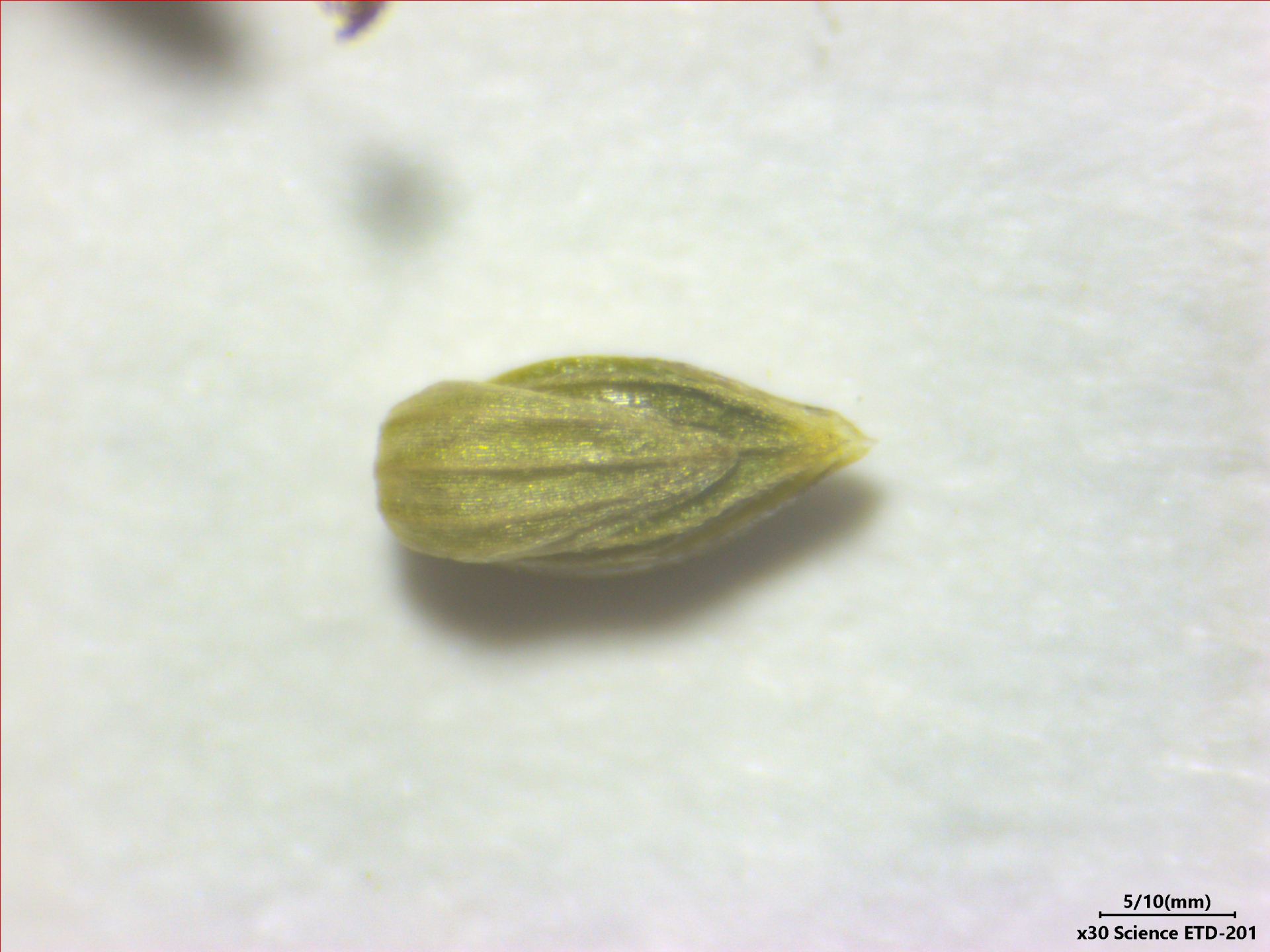 Sacciolepis angustissima (Hochst. ex Steud.) Kuhlm. - Photo Bivouac Naturaliste
