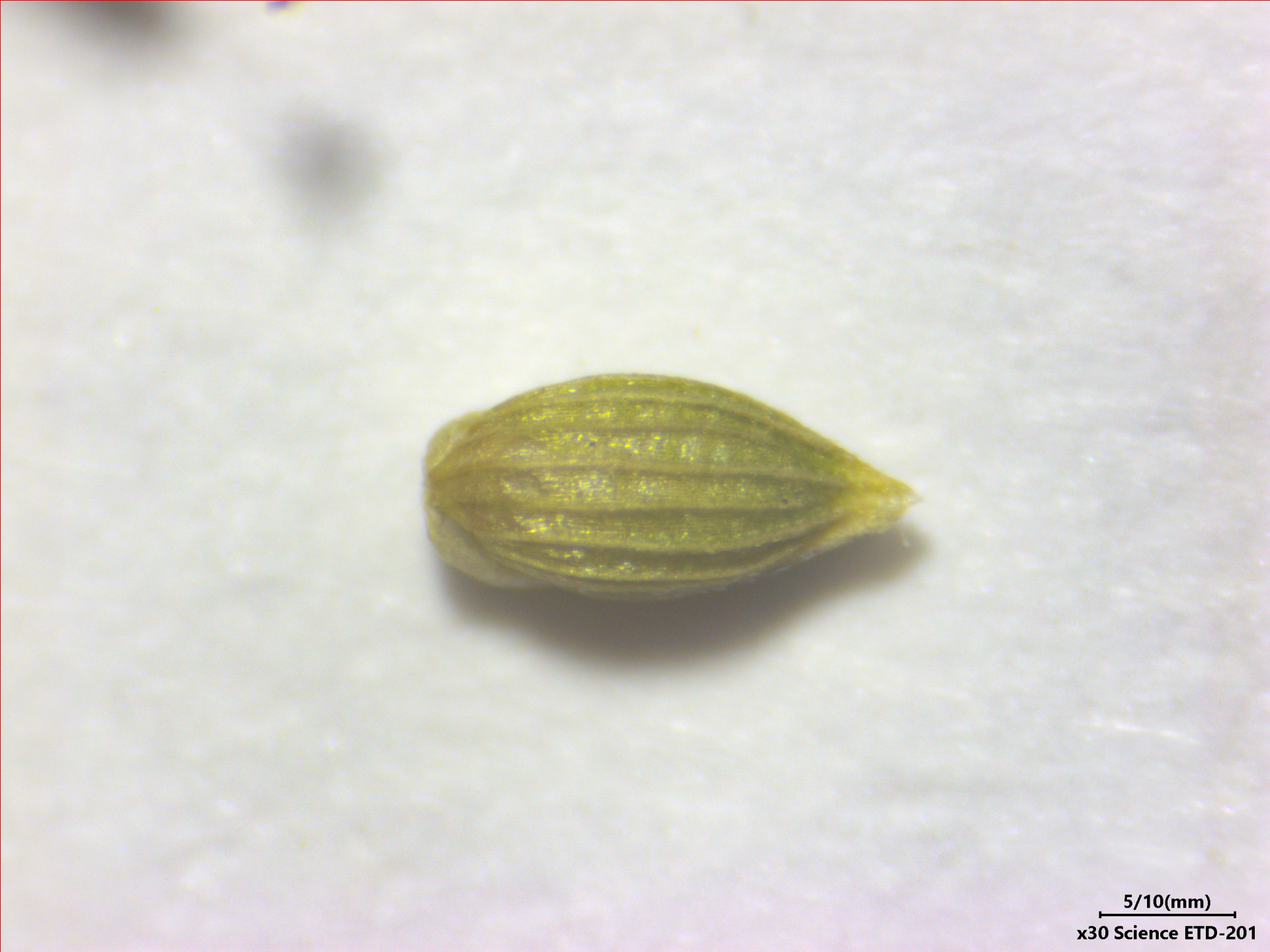 Sacciolepis angustissima (Hochst. ex Steud.) Kuhlm. - Photo Bivouac Naturaliste