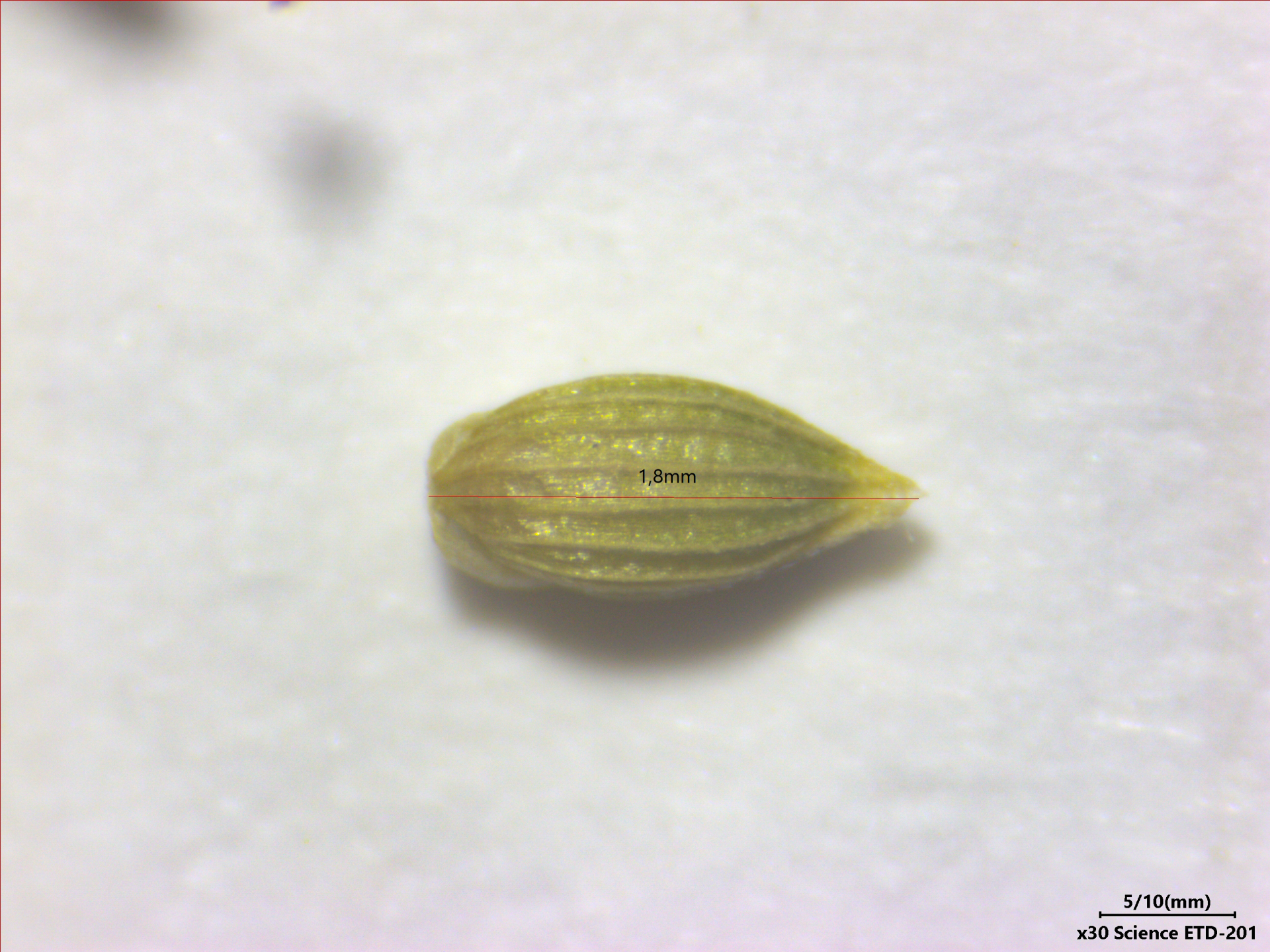 Sacciolepis angustissima (Hochst. ex Steud.) Kuhlm. - Photo Bivouac Naturaliste