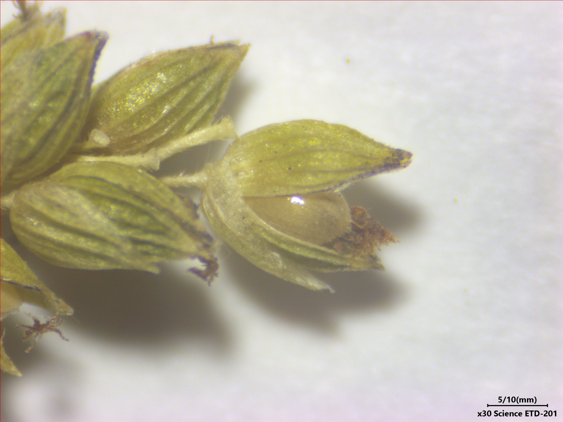 Sacciolepis angustissima (Hochst. ex Steud.) Kuhlm. - Photo Bivouac Naturaliste