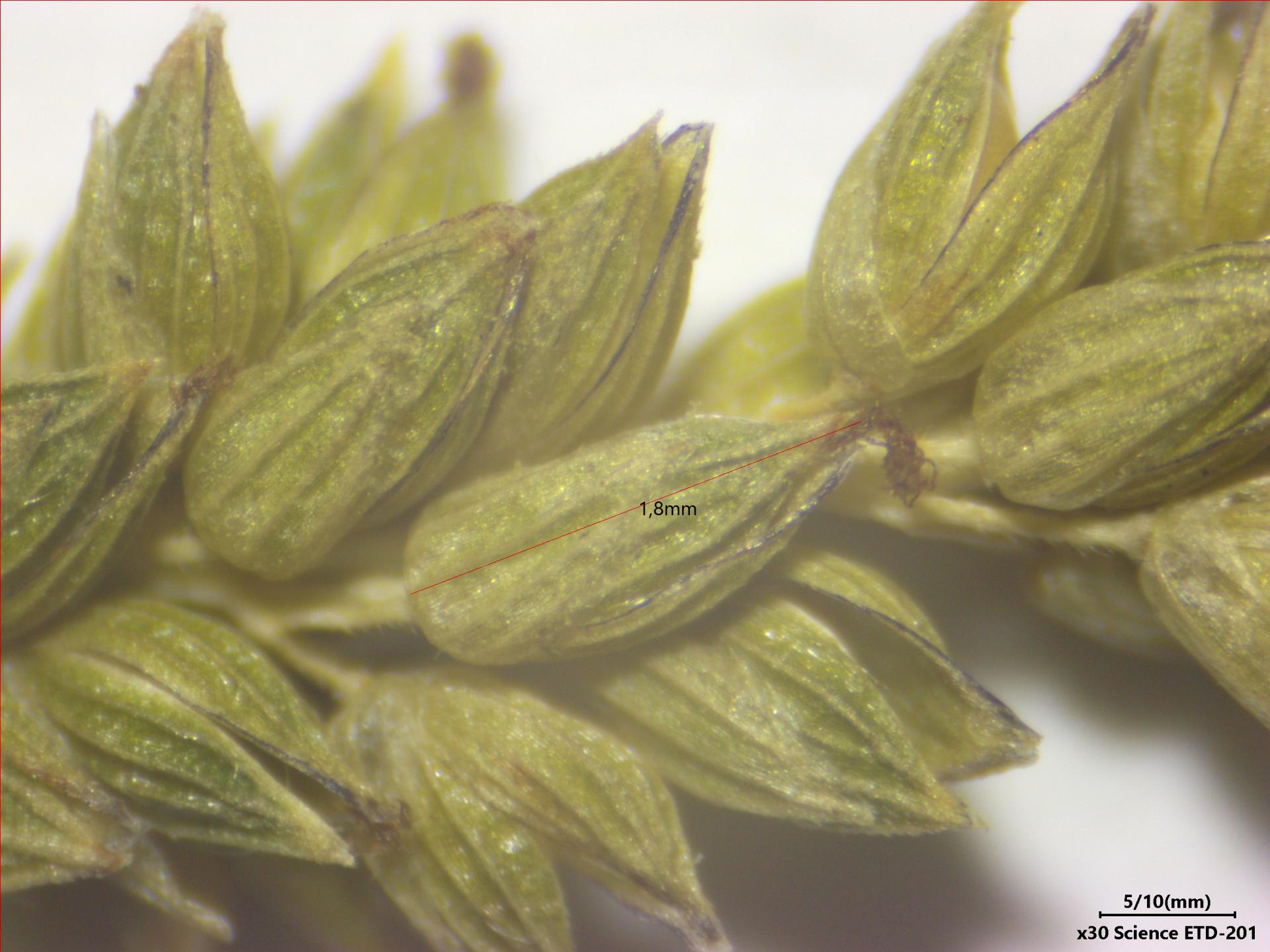 Sacciolepis angustissima (Hochst. ex Steud.) Kuhlm. - Photo Bivouac Naturaliste