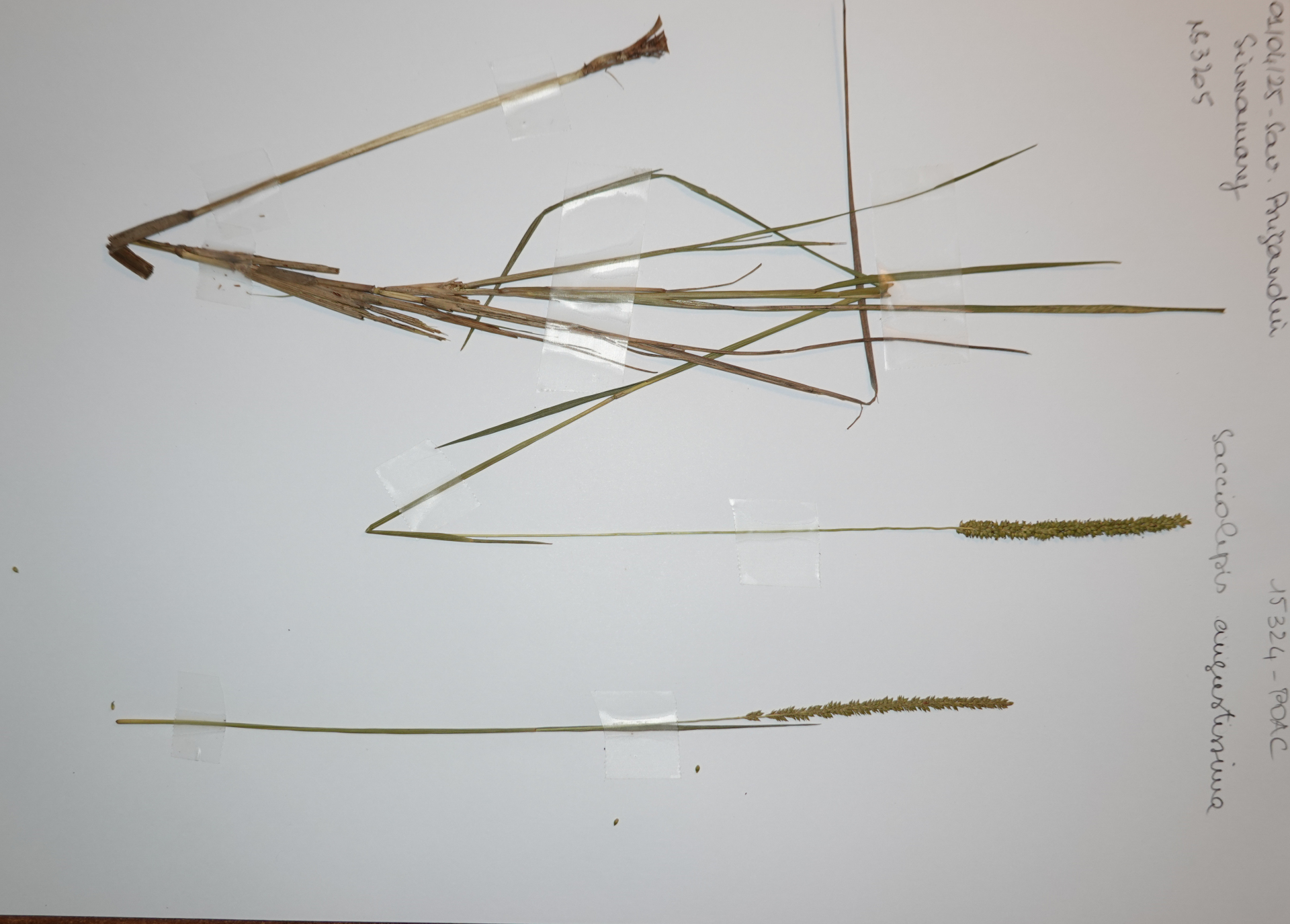 Sacciolepis angustissima (Hochst. ex Steud.) Kuhlm. - Photo Bivouac Naturaliste
