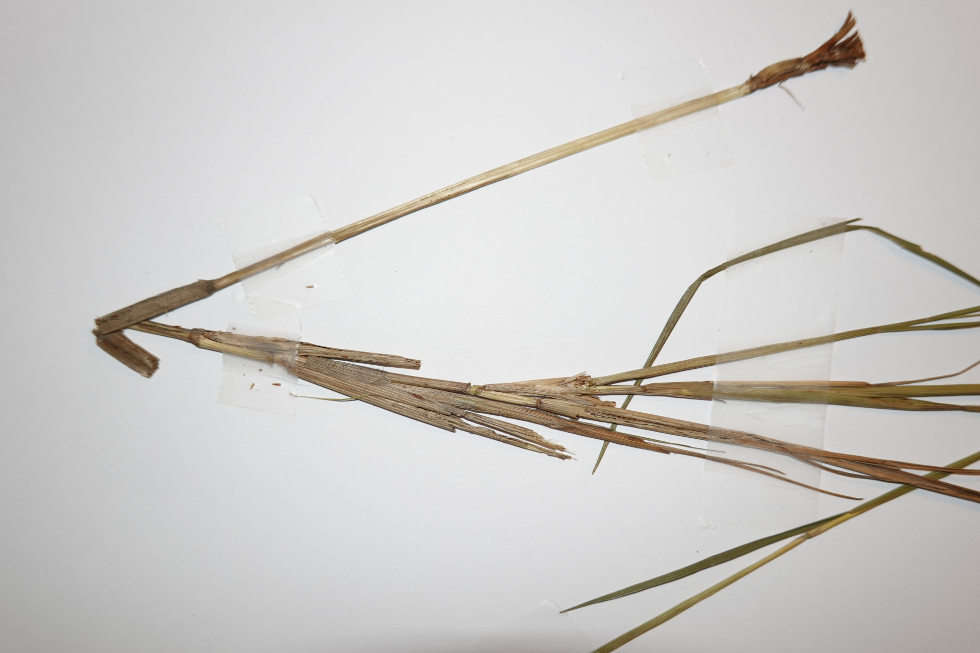 Sacciolepis angustissima (Hochst. ex Steud.) Kuhlm. - Photo Bivouac Naturaliste