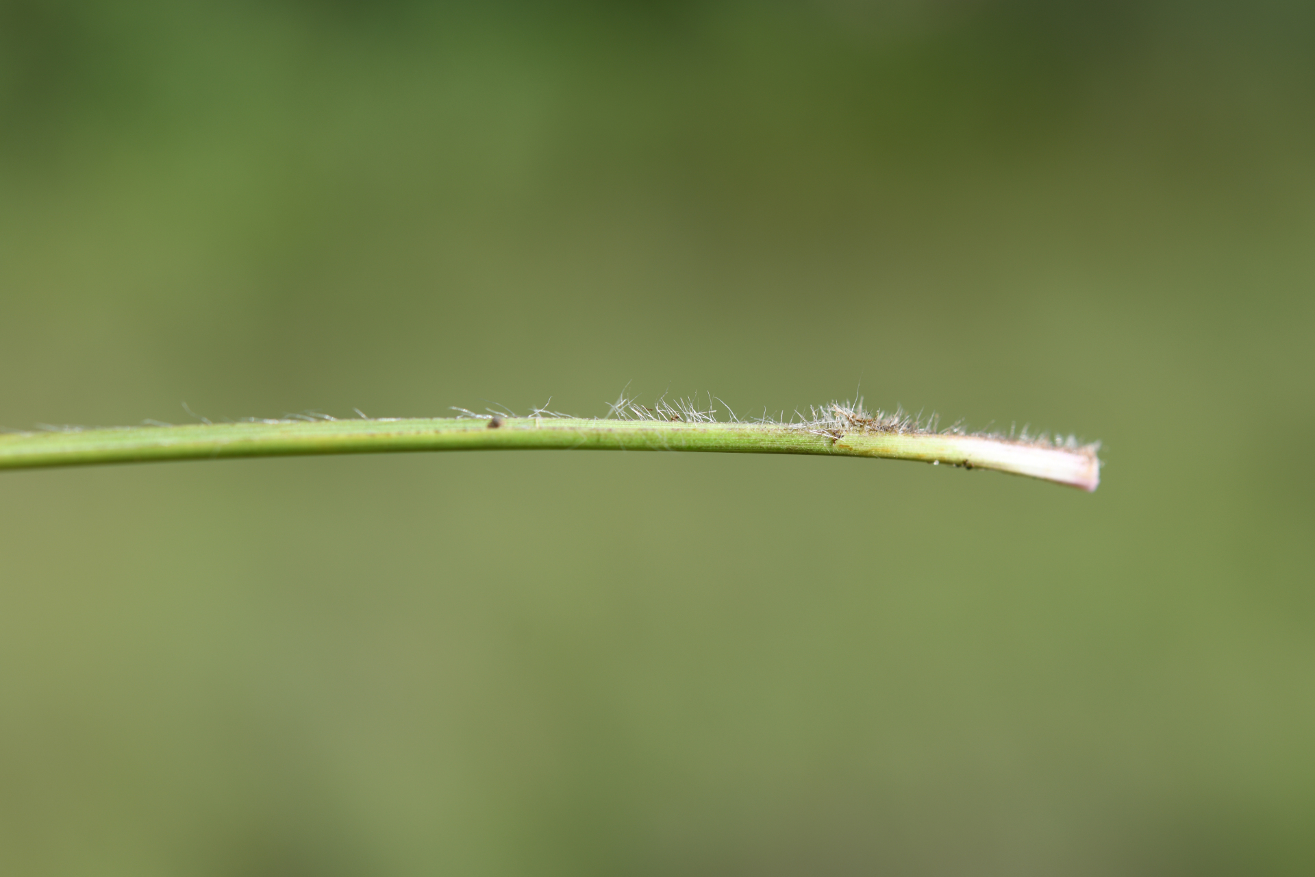 Schizachyrium sanguineum (Retz.) Alston - Photo Bivouac Naturaliste