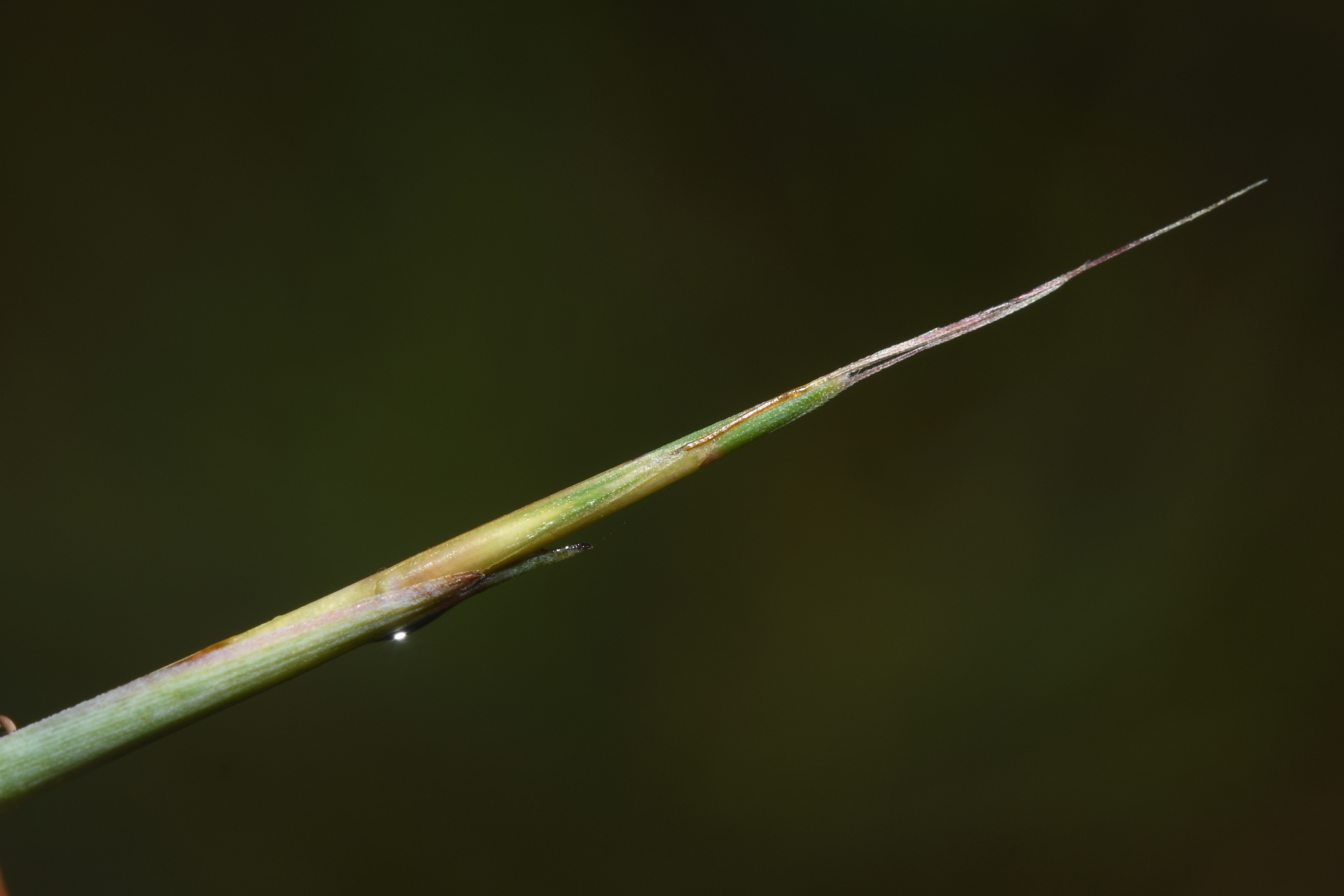 Schizachyrium sanguineum (Retz.) Alston - Photo Bivouac Naturaliste