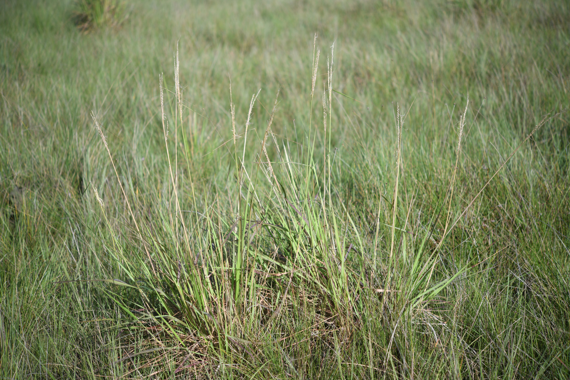 Schizachyrium sanguineum (Retz.) Alston - Photo Bivouac Naturaliste