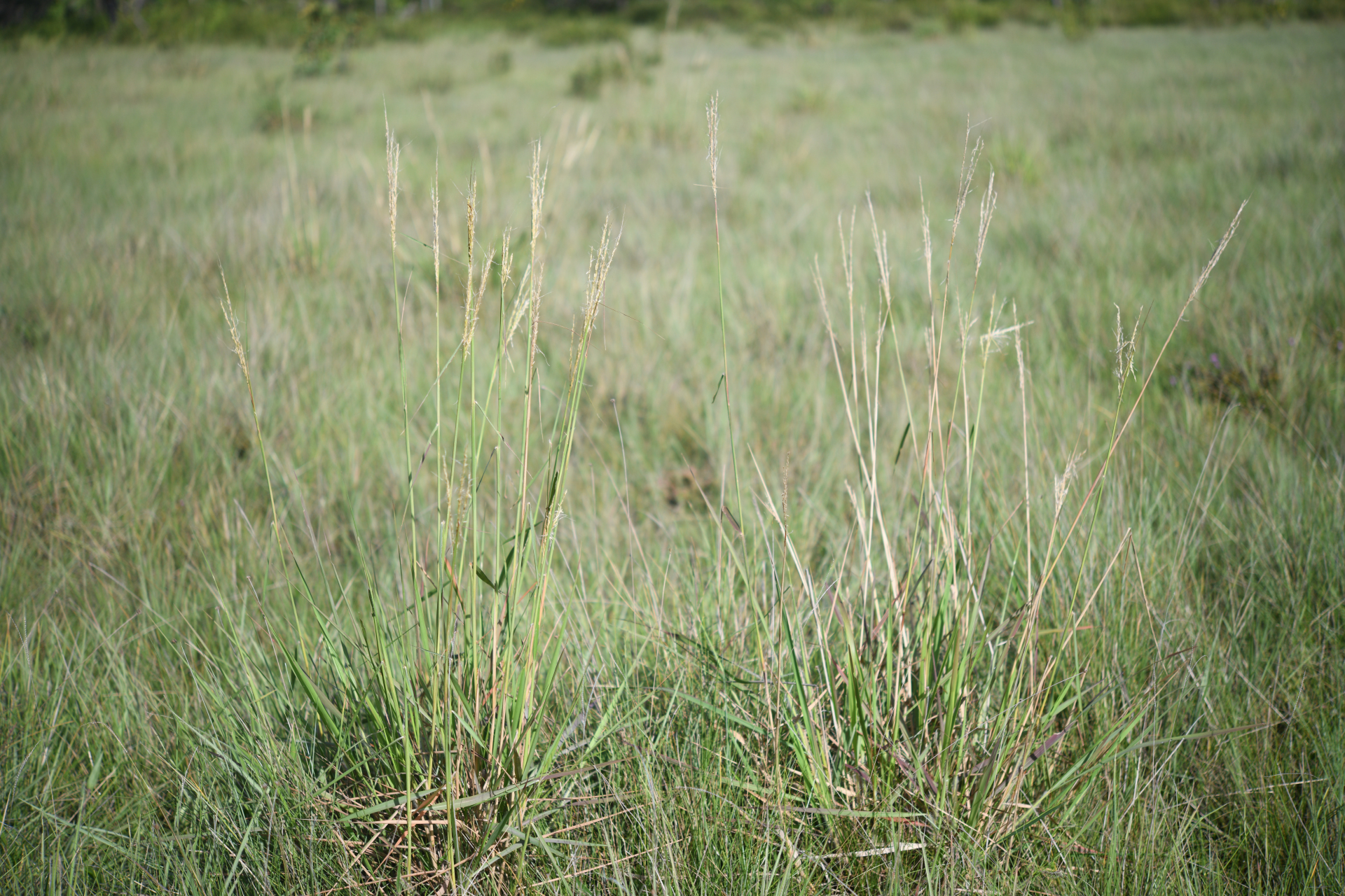 Schizachyrium sanguineum (Retz.) Alston - Photo Bivouac Naturaliste