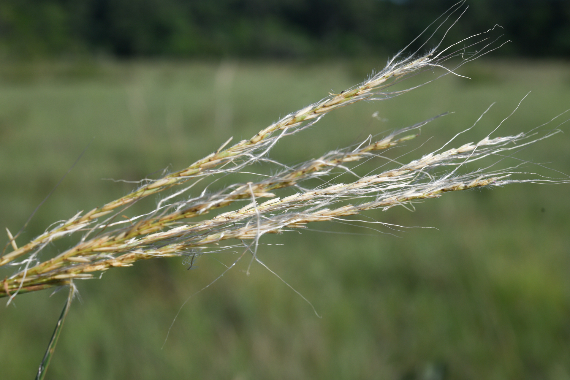 Schizachyrium sanguineum (Retz.) Alston - Photo Bivouac Naturaliste