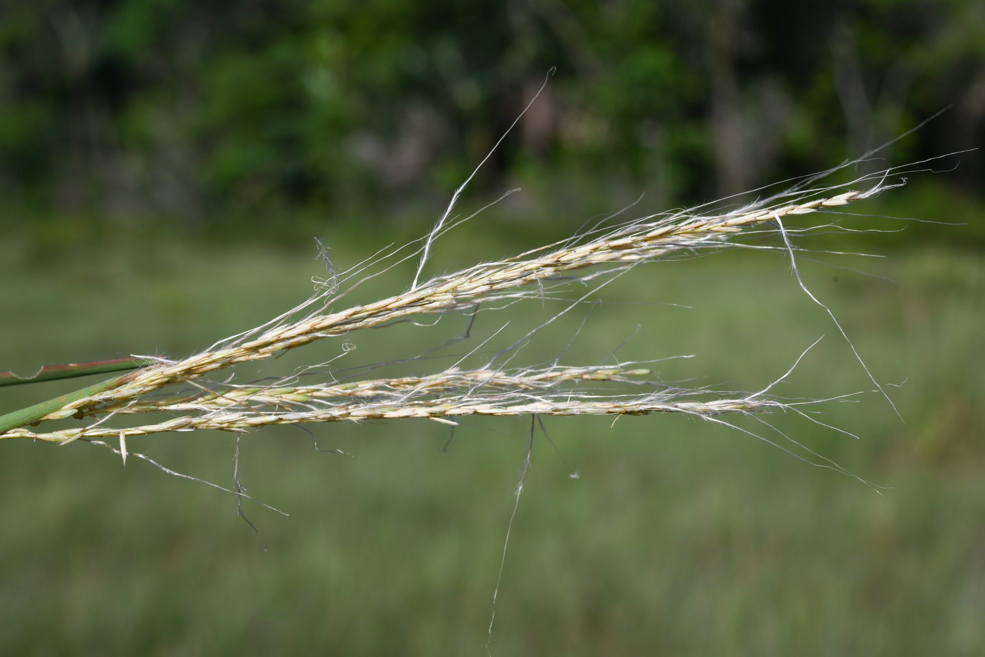 Schizachyrium sanguineum (Retz.) Alston - Photo Bivouac Naturaliste