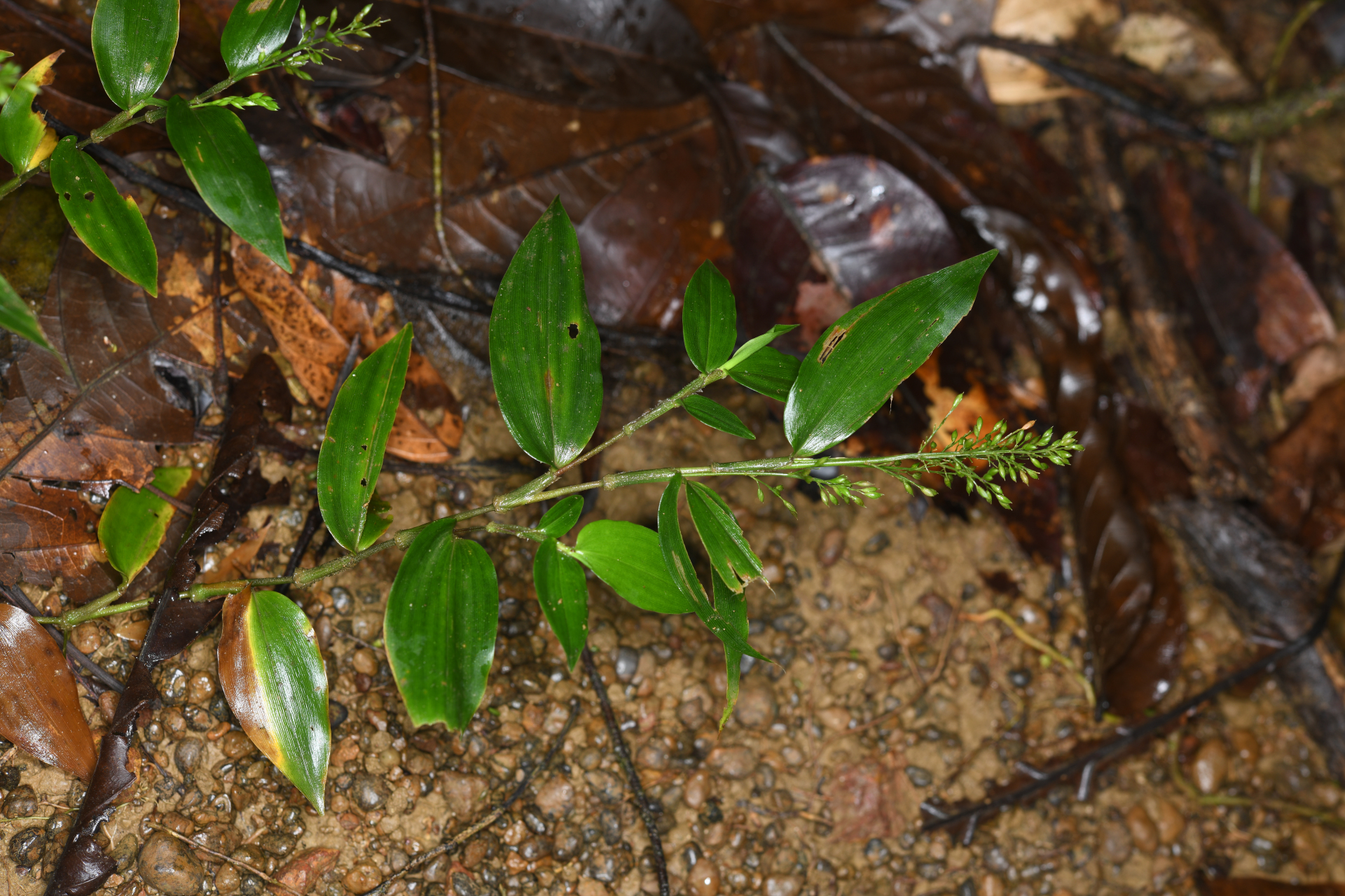 Ichnanthus panicoides P.Beauv. - Photo Bivouac Naturaliste