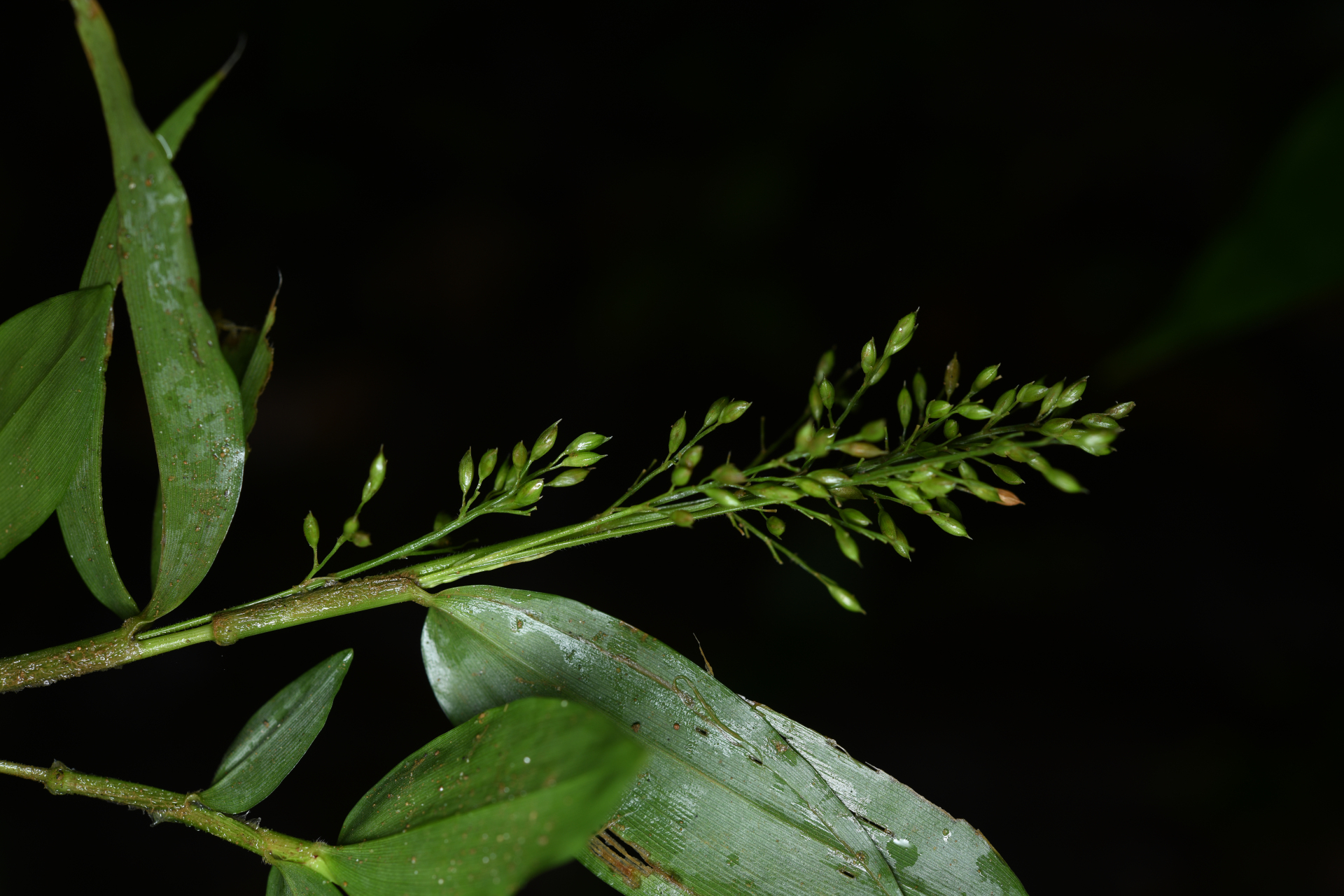 Ichnanthus panicoides P.Beauv. - Photo Bivouac Naturaliste