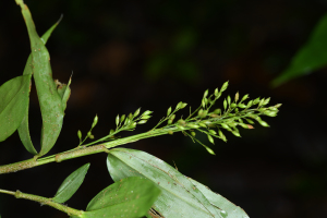 Ichnanthus panicoides P.Beauv.