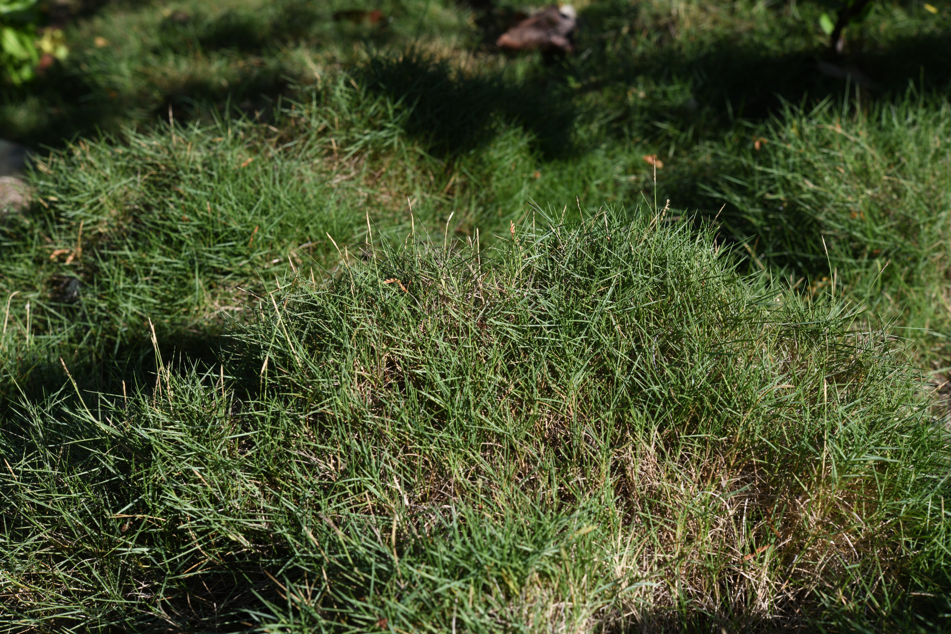 Zoysia matrella var. matrella - Photo Bivouac Naturaliste