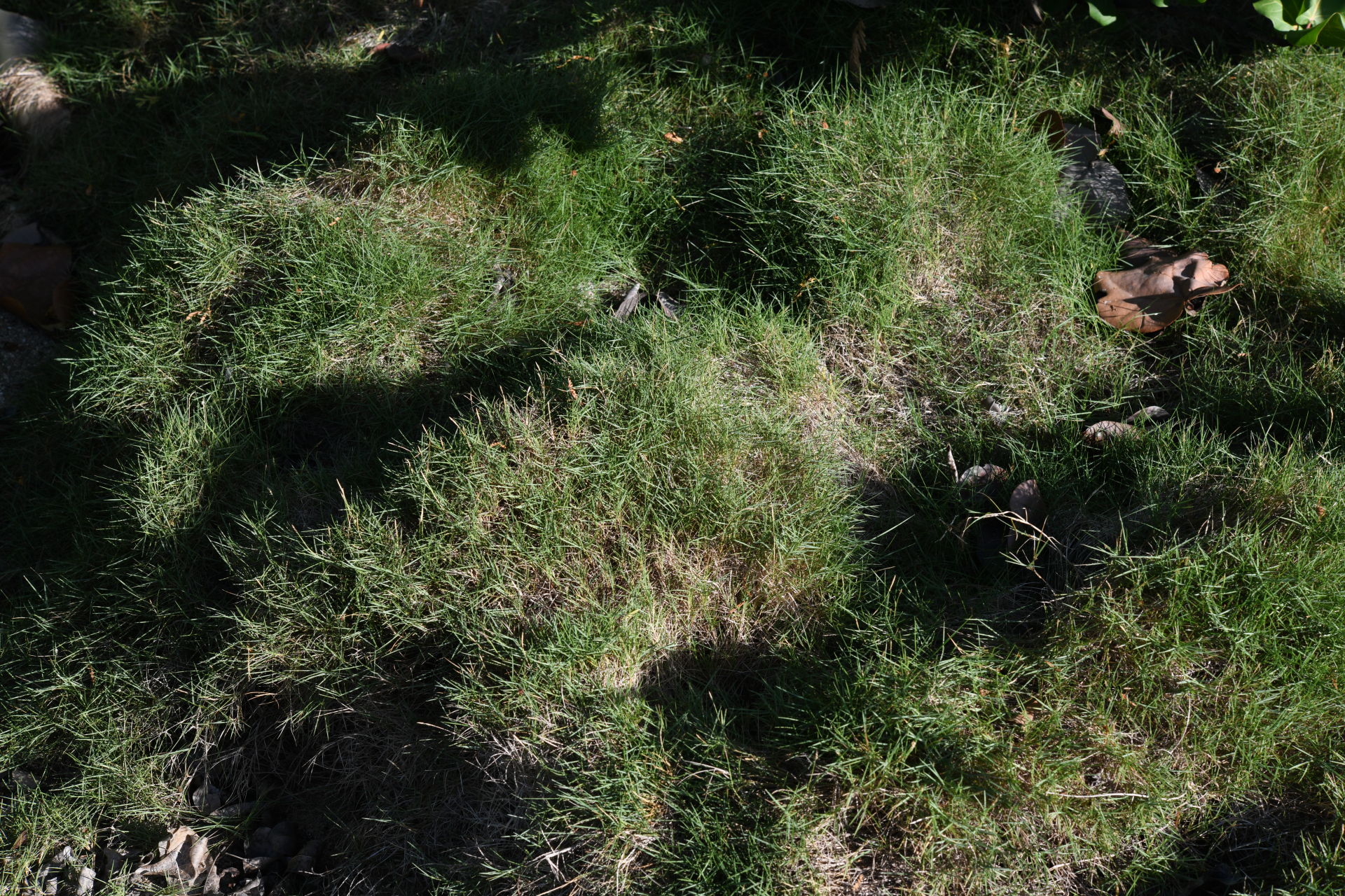 Zoysia matrella var. matrella - Photo Bivouac Naturaliste