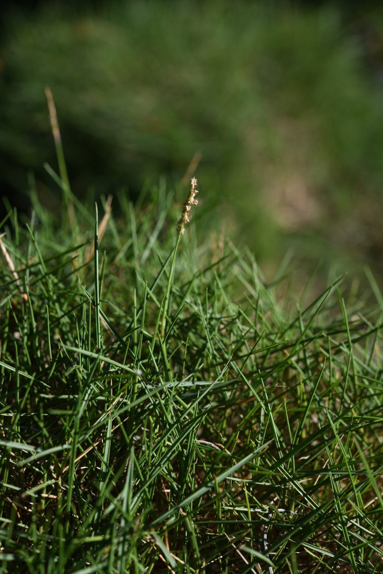 Zoysia matrella var. matrella - Photo Bivouac Naturaliste