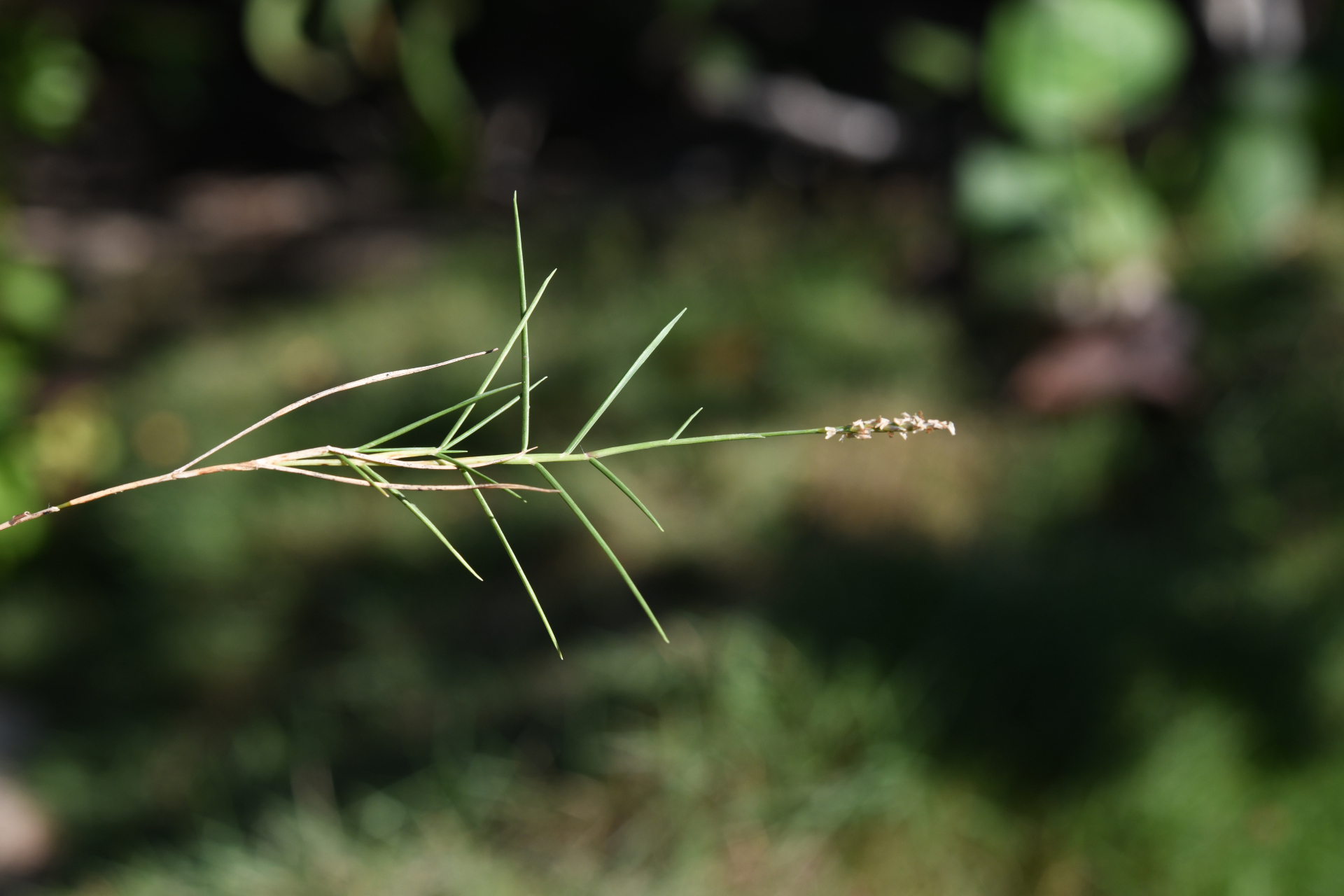 Zoysia matrella var. matrella - Photo Bivouac Naturaliste