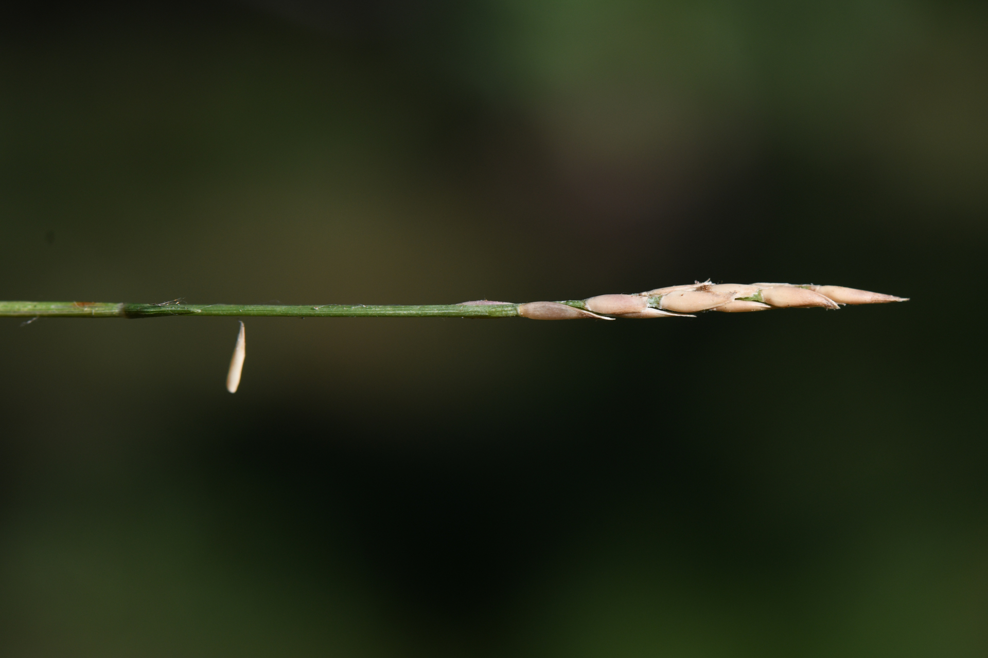 Zoysia matrella var. matrella - Photo Bivouac Naturaliste
