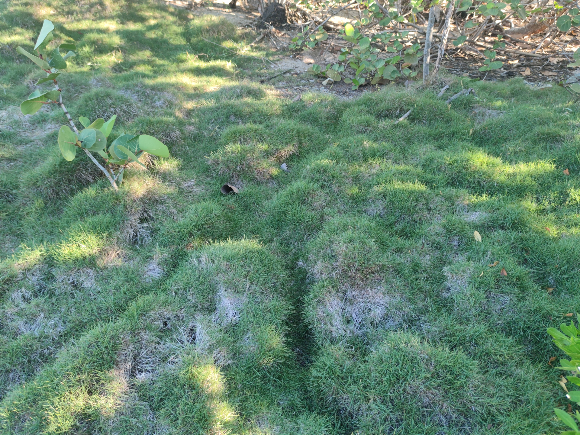 Zoysia matrella var. matrella - Photo Bivouac Naturaliste