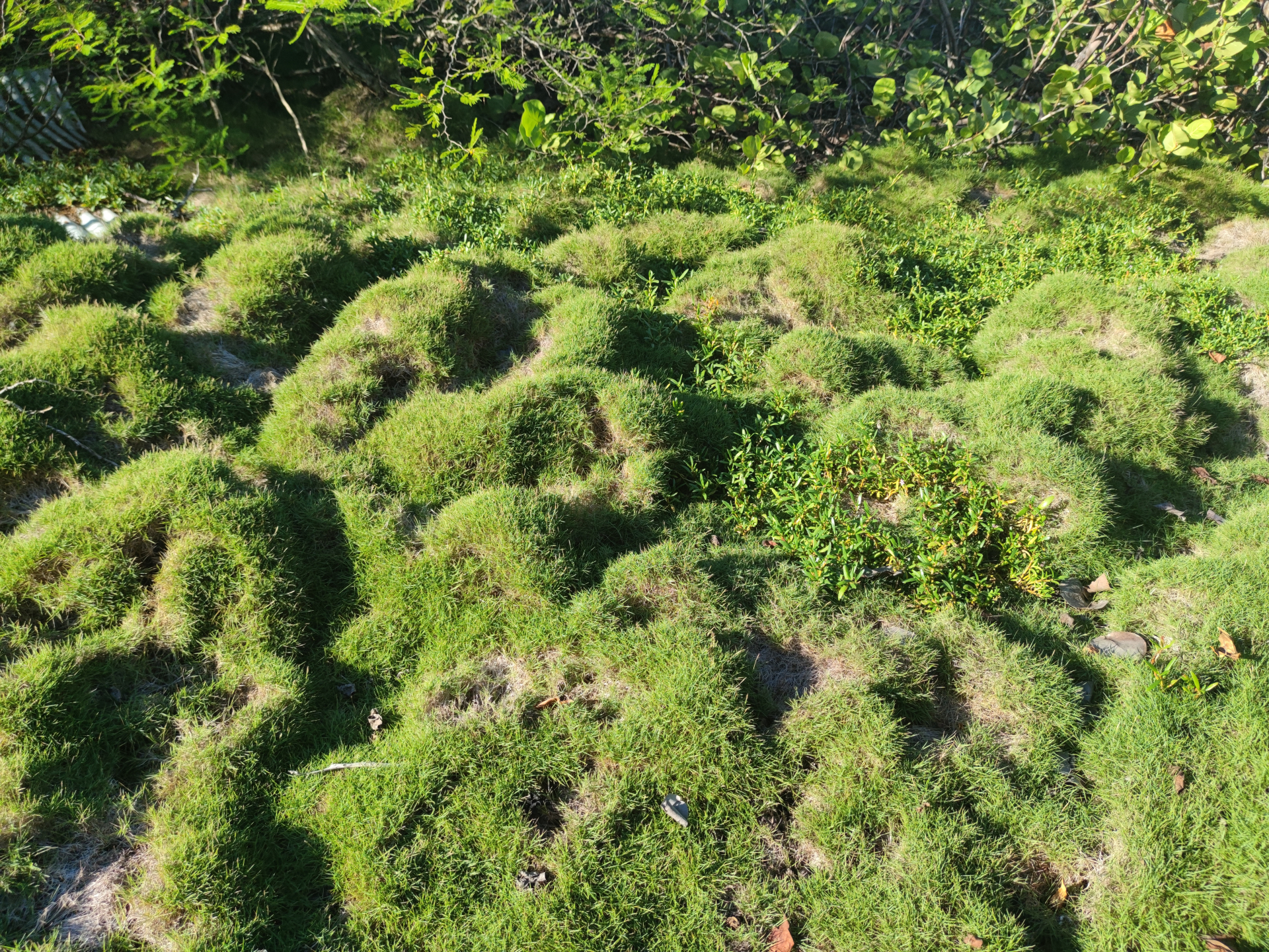 Zoysia matrella var. matrella - Photo Bivouac Naturaliste