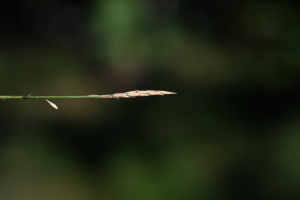Zoysia matrella var. matrella