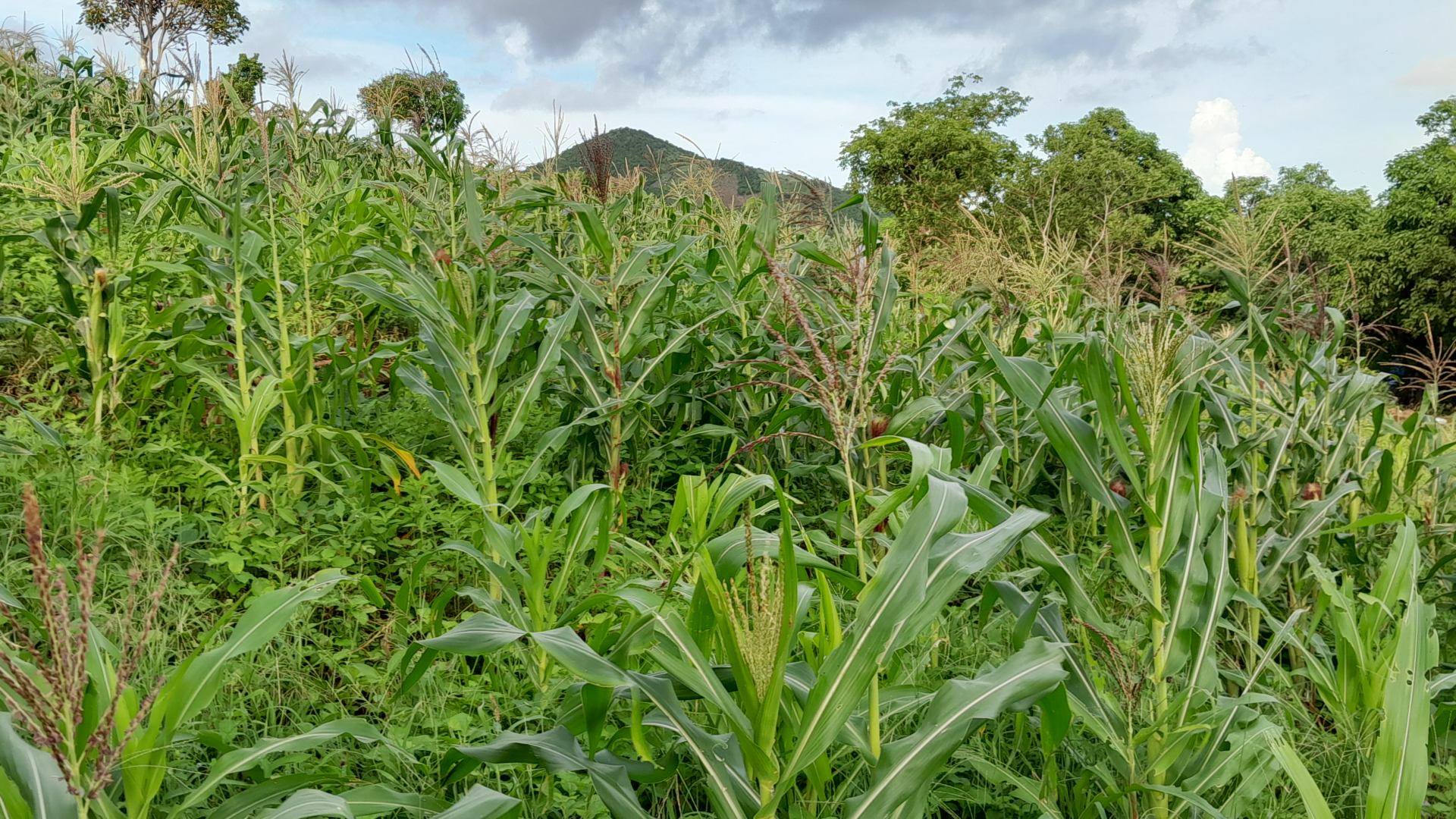 Zea mays L. - Photo Bivouac Naturaliste