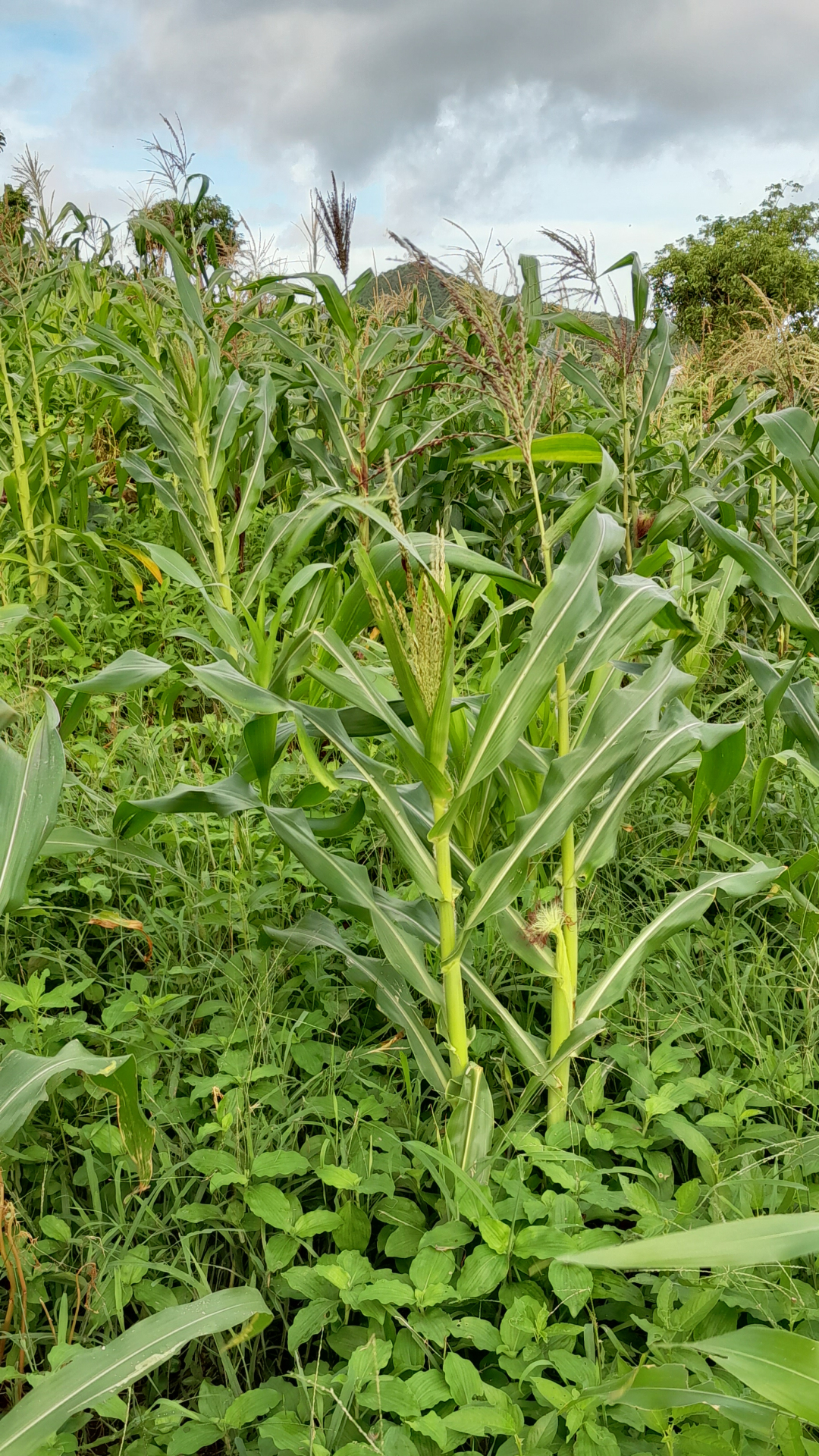Zea mays L. - Photo Bivouac Naturaliste