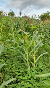Zea mays L.