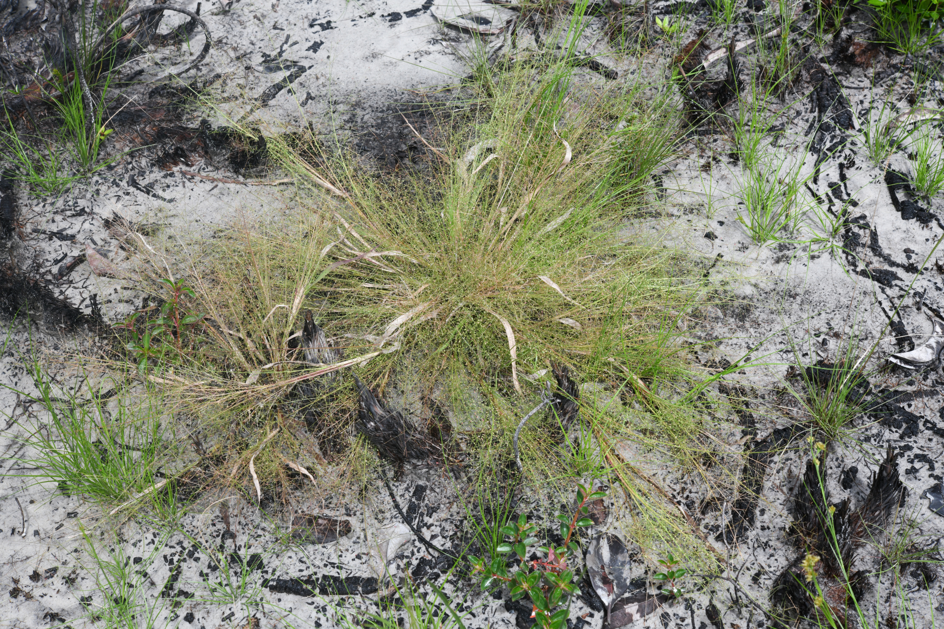 Panicum cayennense Lam. - Photo Bivouac Naturaliste