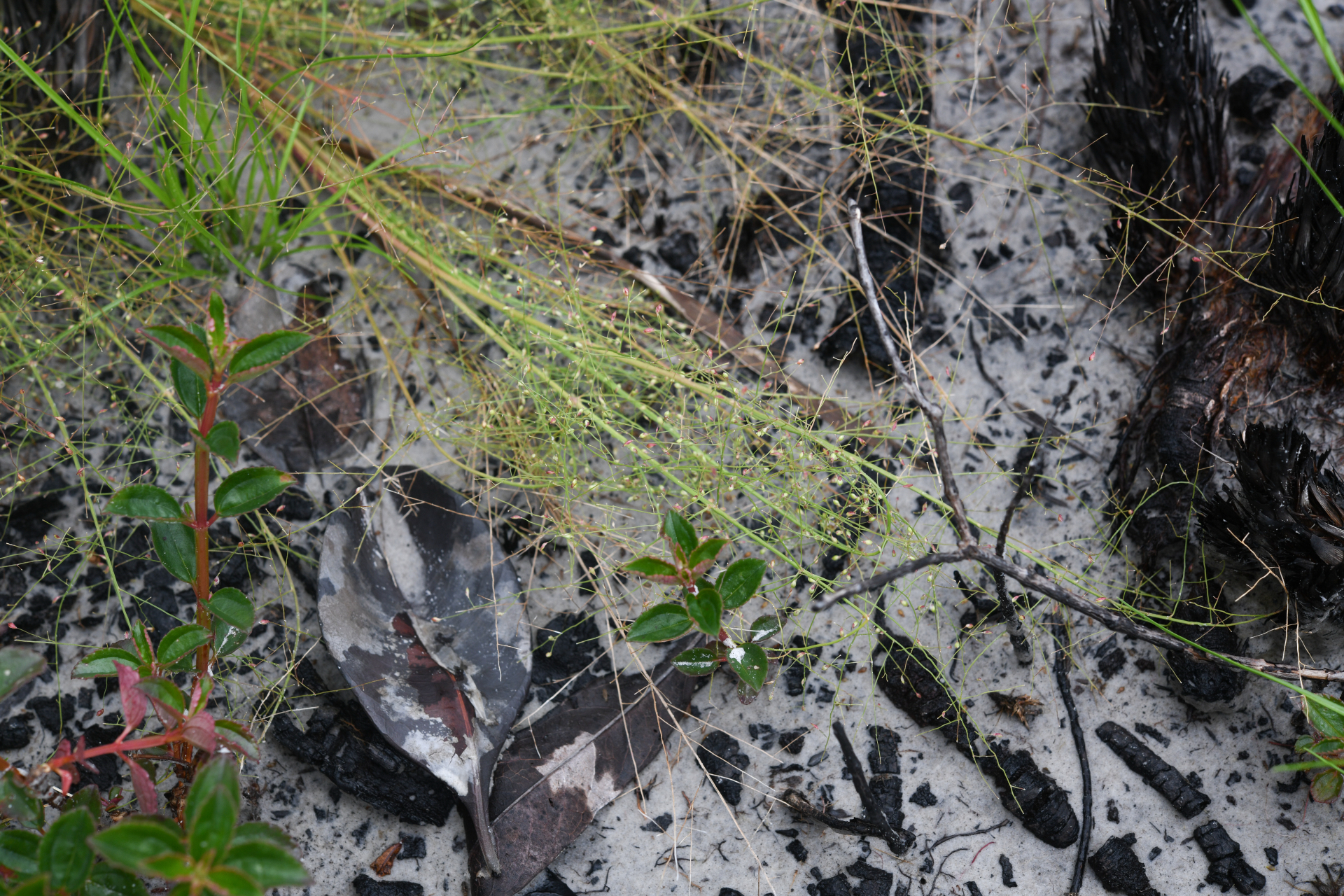 Panicum cayennense Lam. - Photo Bivouac Naturaliste