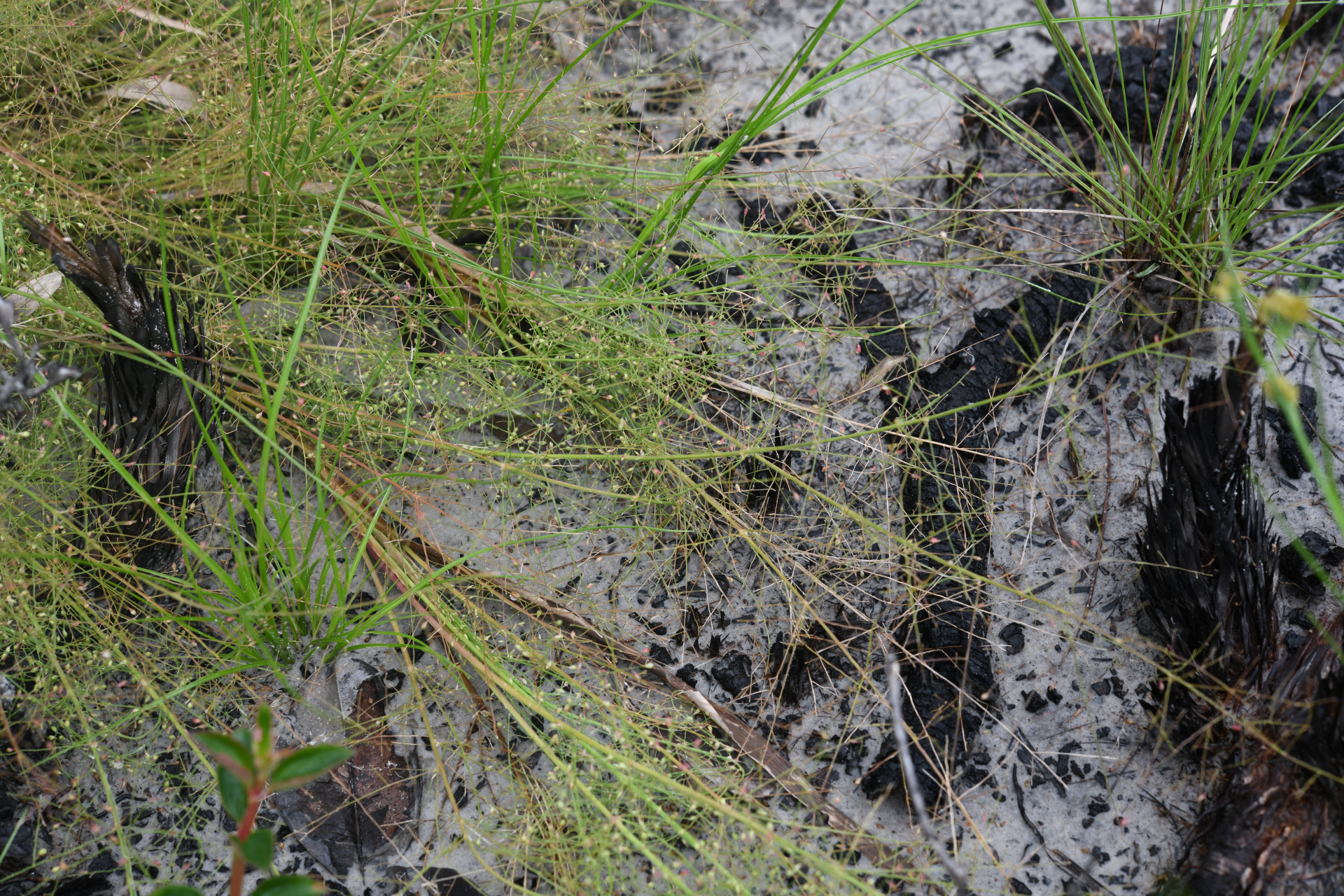 Panicum cayennense Lam. - Photo Bivouac Naturaliste