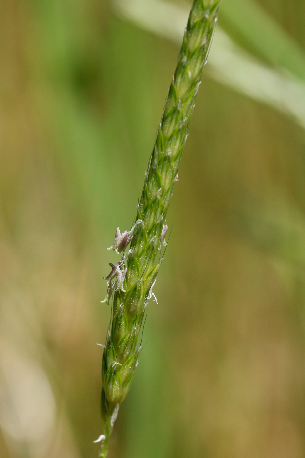 Alopecurus myosuroides Huds. - Photo Bivouac Naturaliste