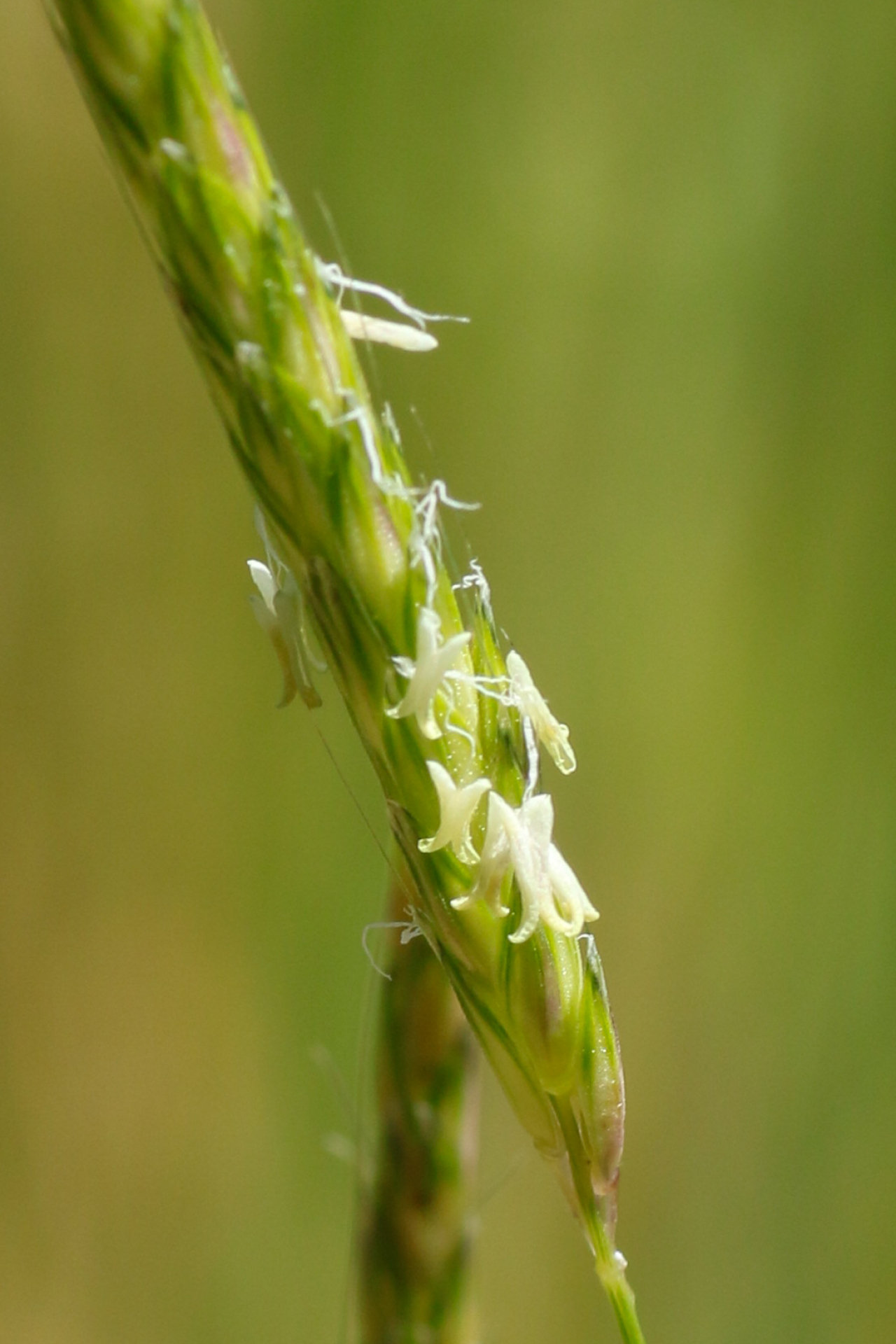 Alopecurus myosuroides Huds. - Photo Bivouac Naturaliste