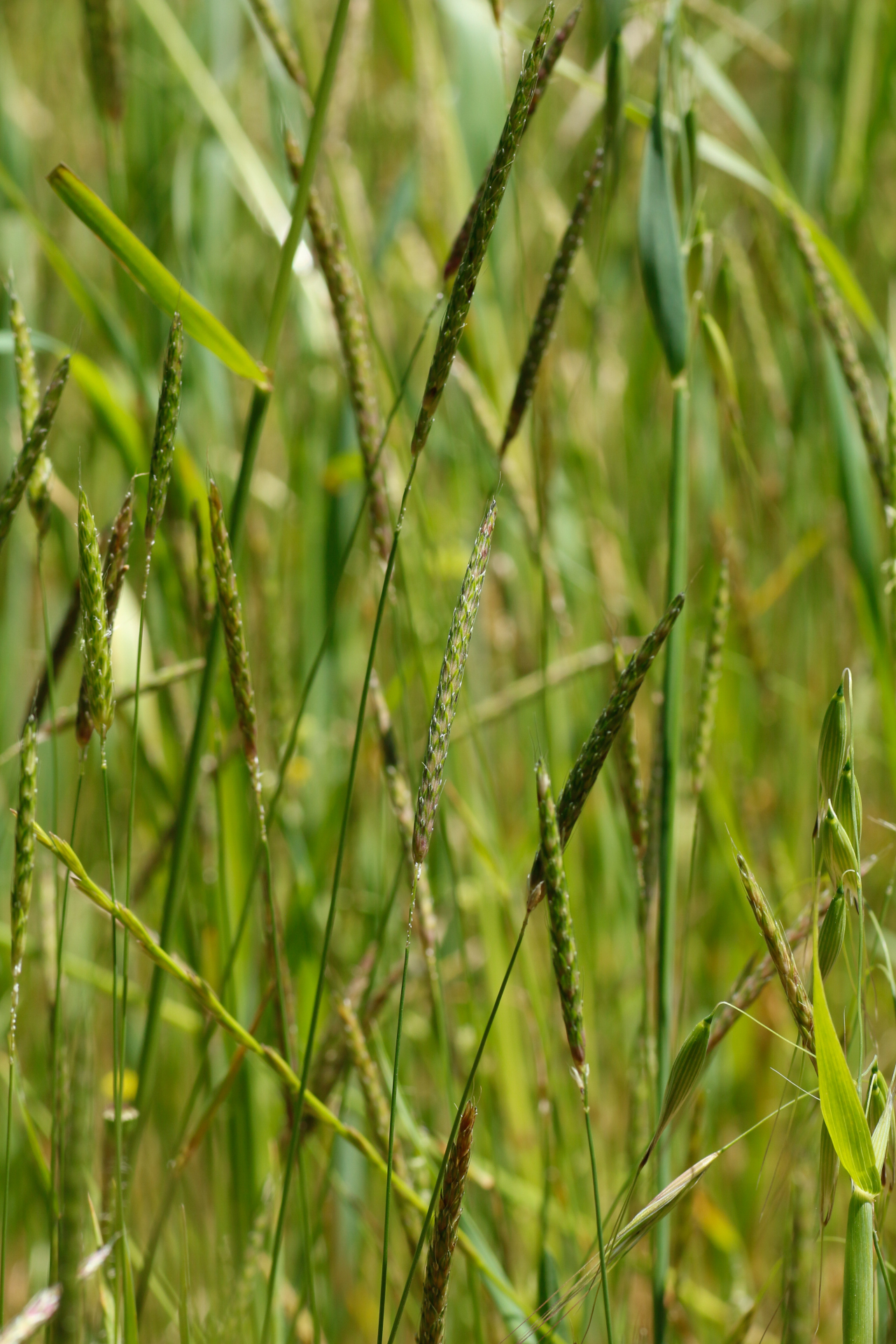 Alopecurus myosuroides Huds. - Photo Bivouac Naturaliste
