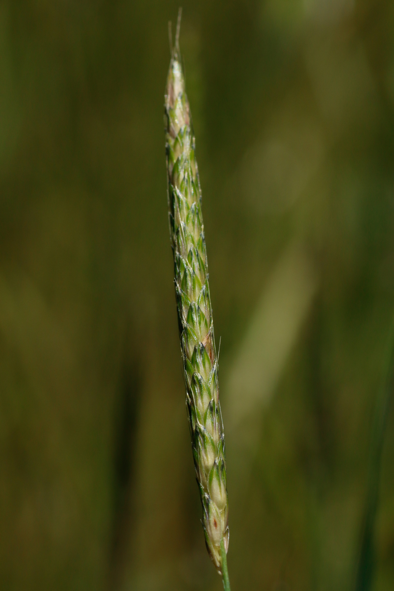 Alopecurus myosuroides Huds. - Photo Bivouac Naturaliste