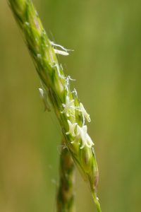 Alopecurus myosuroides Huds.