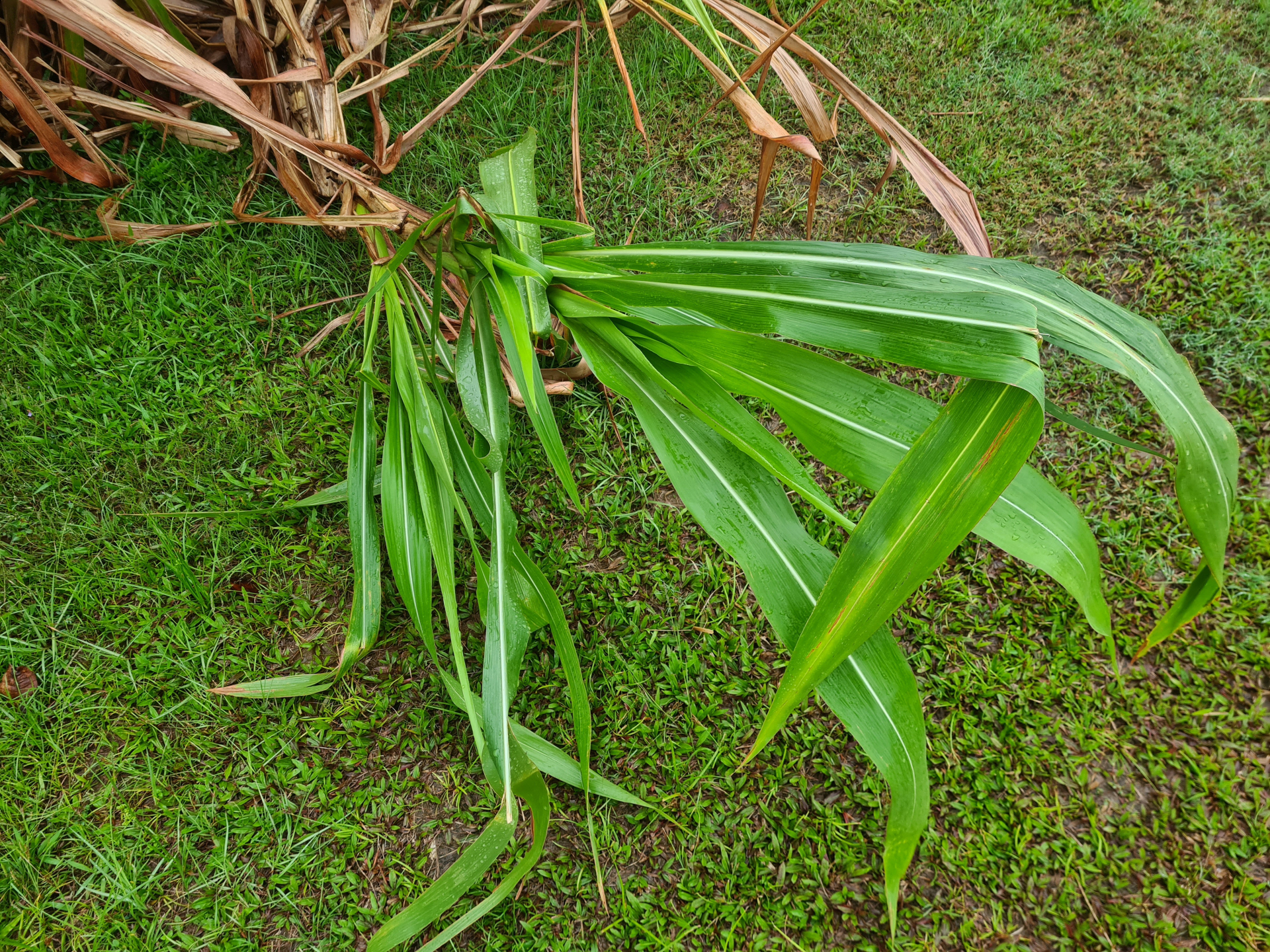 Tripsacum andersonii J.R.Gray - Photo Bivouac Naturaliste