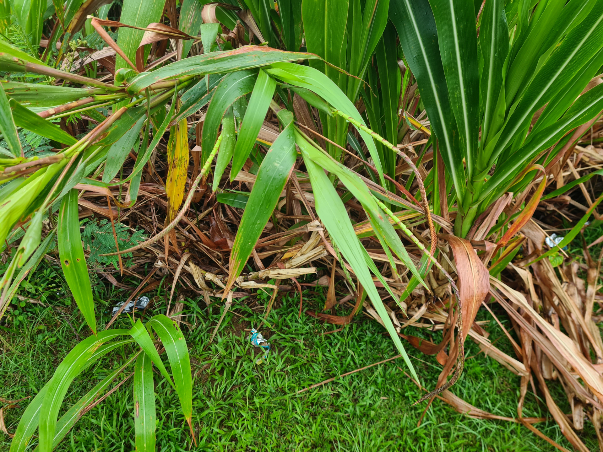 Tripsacum andersonii J.R.Gray - Photo Bivouac Naturaliste