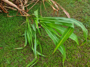Tripsacum andersonii J.R.Gray