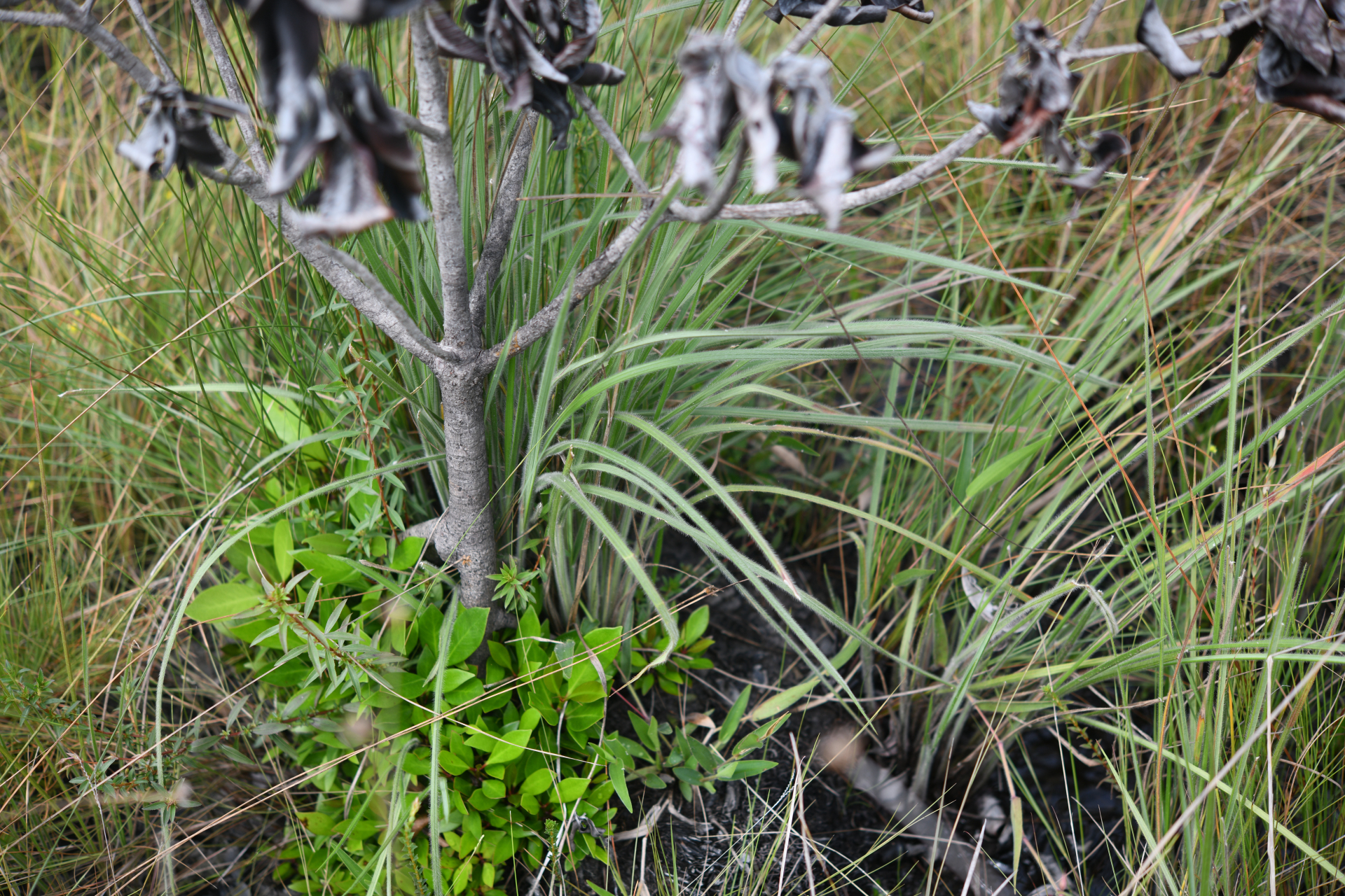 Paspalum serpentinum Hochst. ex Steud. - Photo Bivouac Naturaliste
