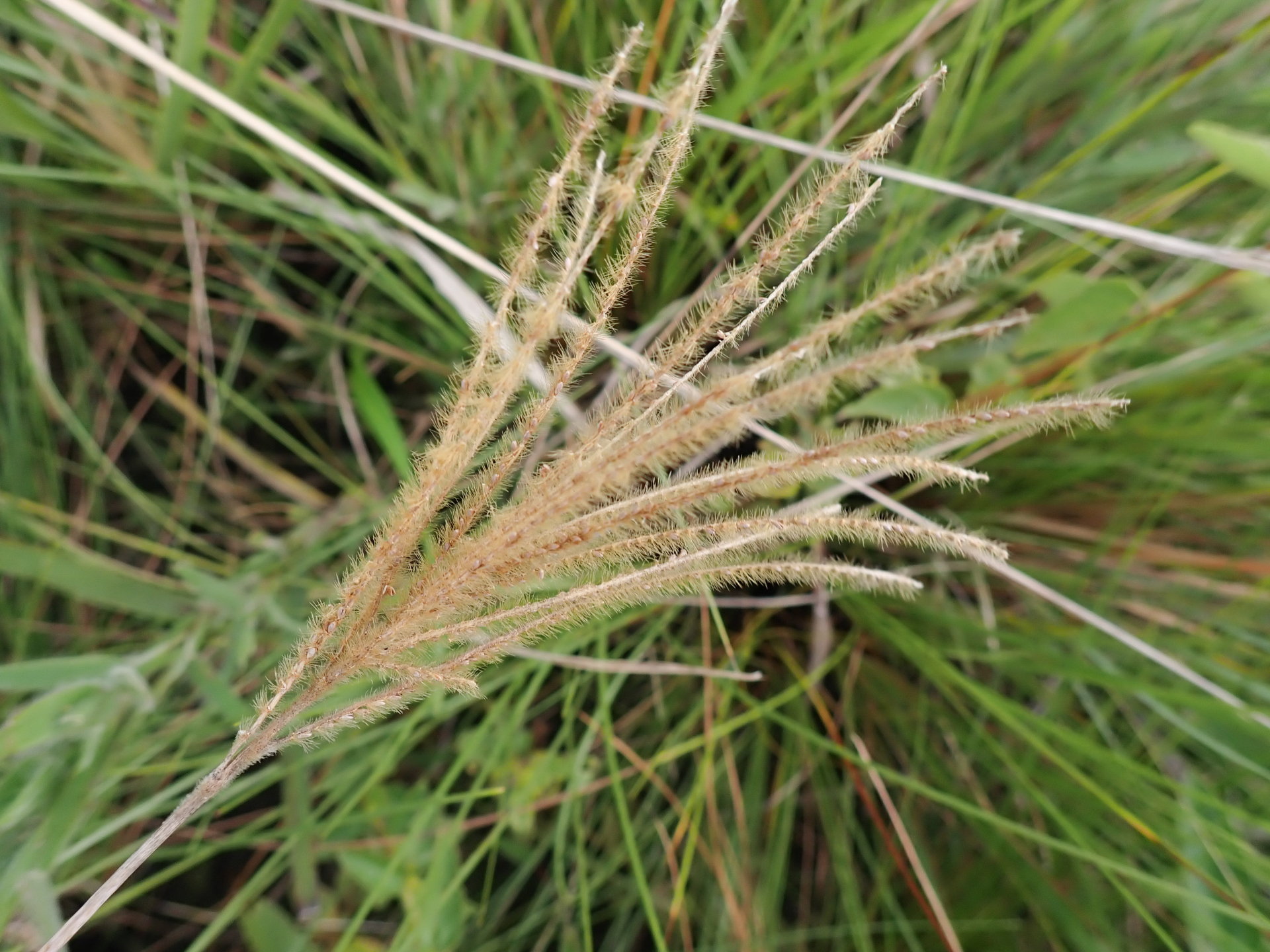 Axonopus aureus P.Beauv. - Photo Bivouac Naturaliste