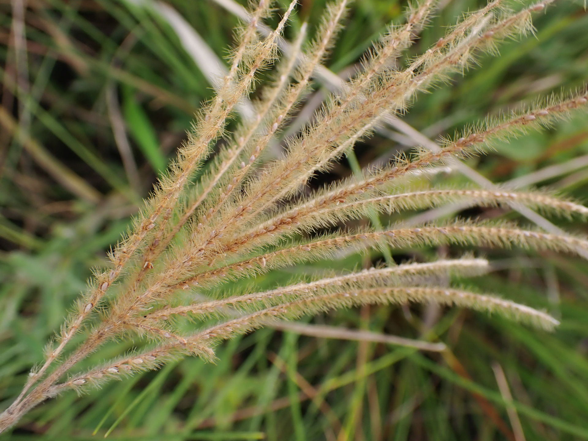 Axonopus aureus P.Beauv. - Photo Bivouac Naturaliste